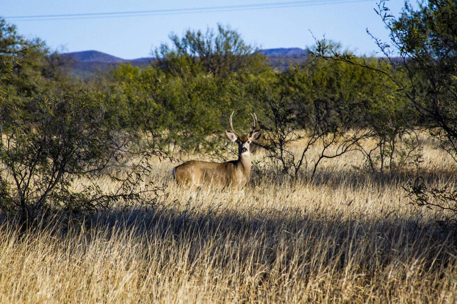 Mule deer