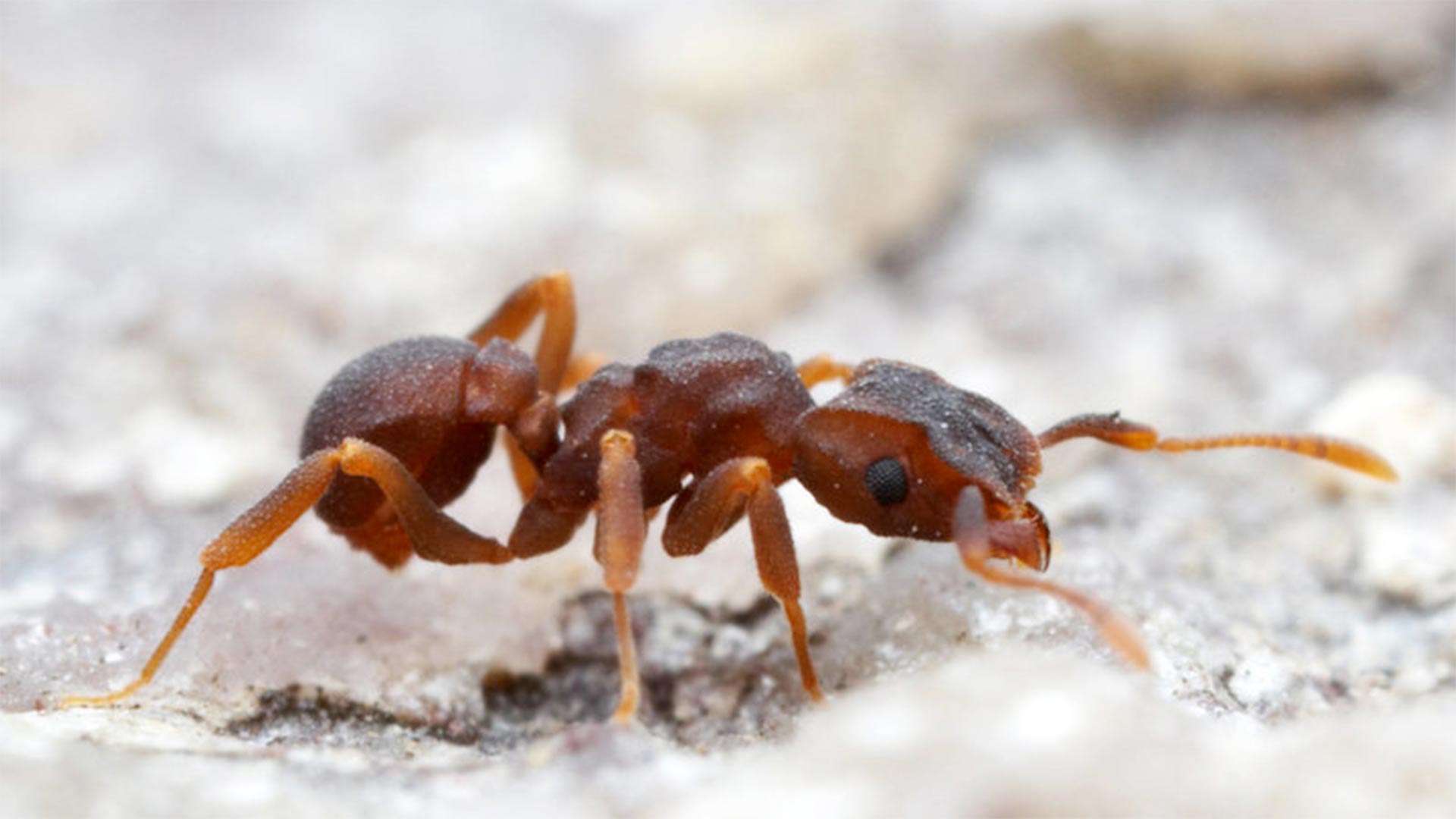 Scientists have isolated a molecule with disease-fighting potential in a microbe living on a type of fungus-farming ant (genus Cyphomyrmex). The microbe kills off other hostile microbes attacking the ants' fungus, a food source.