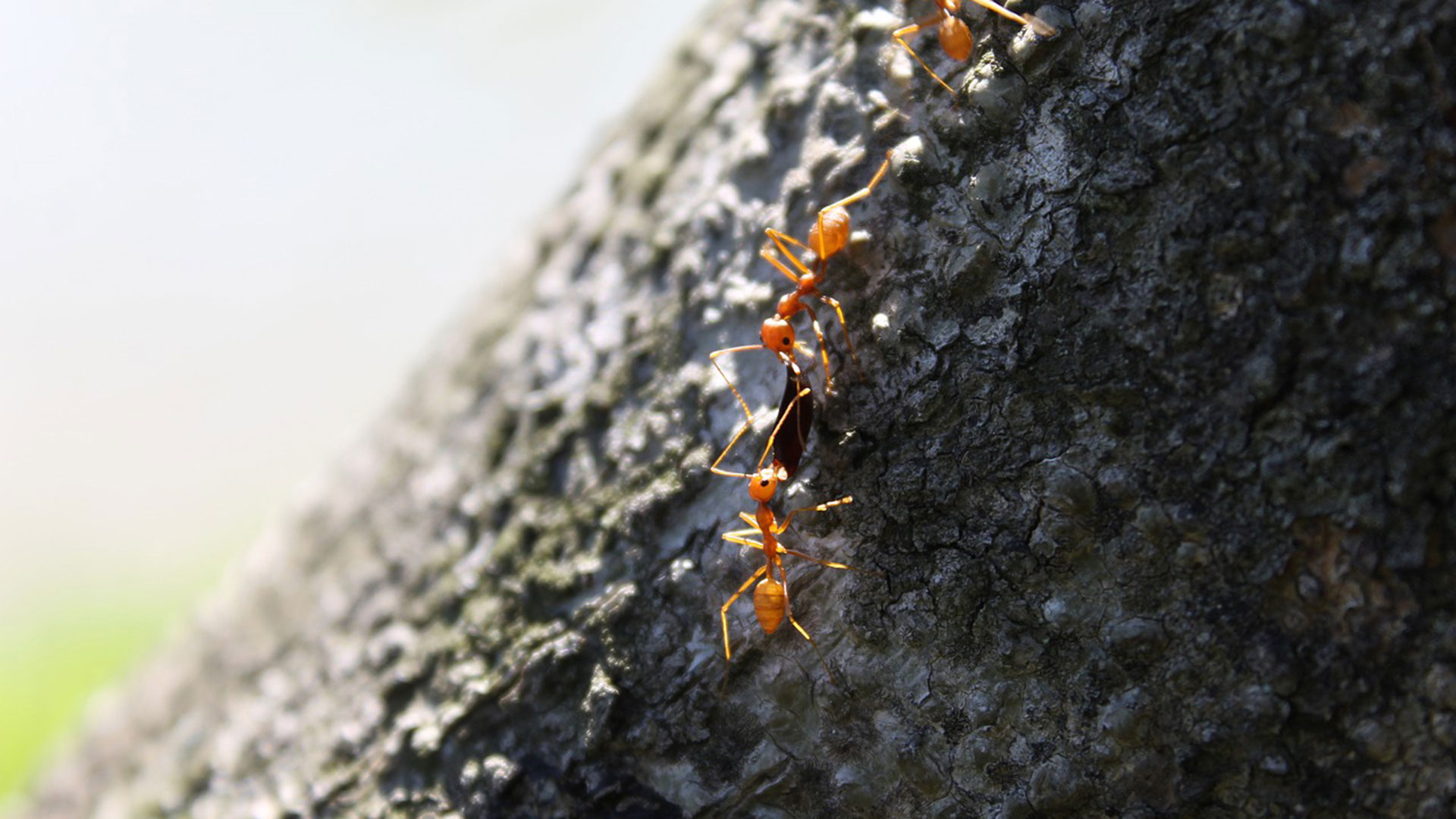 Researchers view the collective behavior of ants to search for links to human behavior.