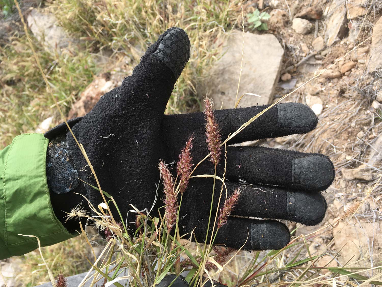 Buffelgrass glove