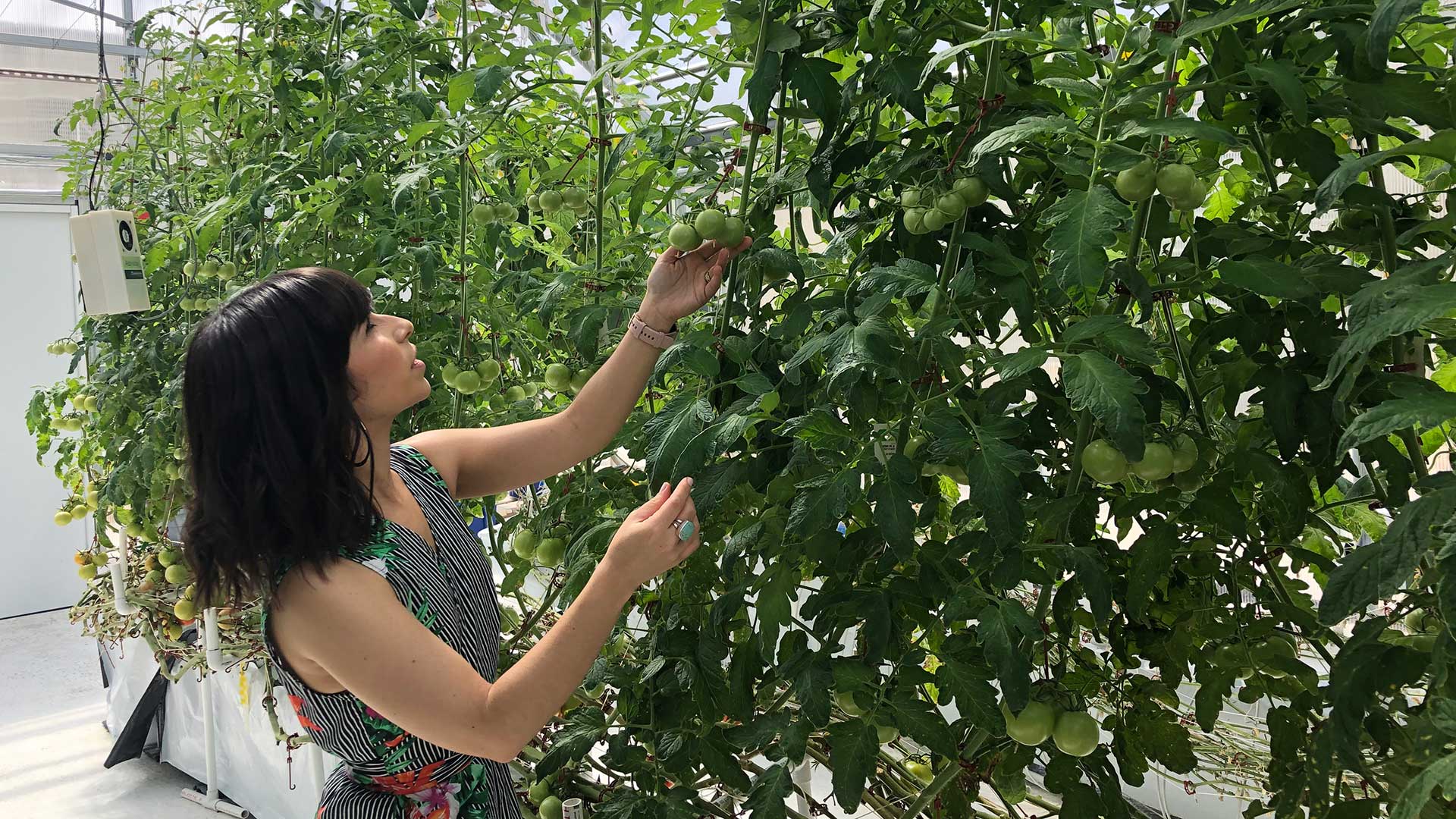 Neysha Aguilar showcases slicing tomatoes at the UA rooftop greenhouse in Tucson on Wednesday, Feb. 27.