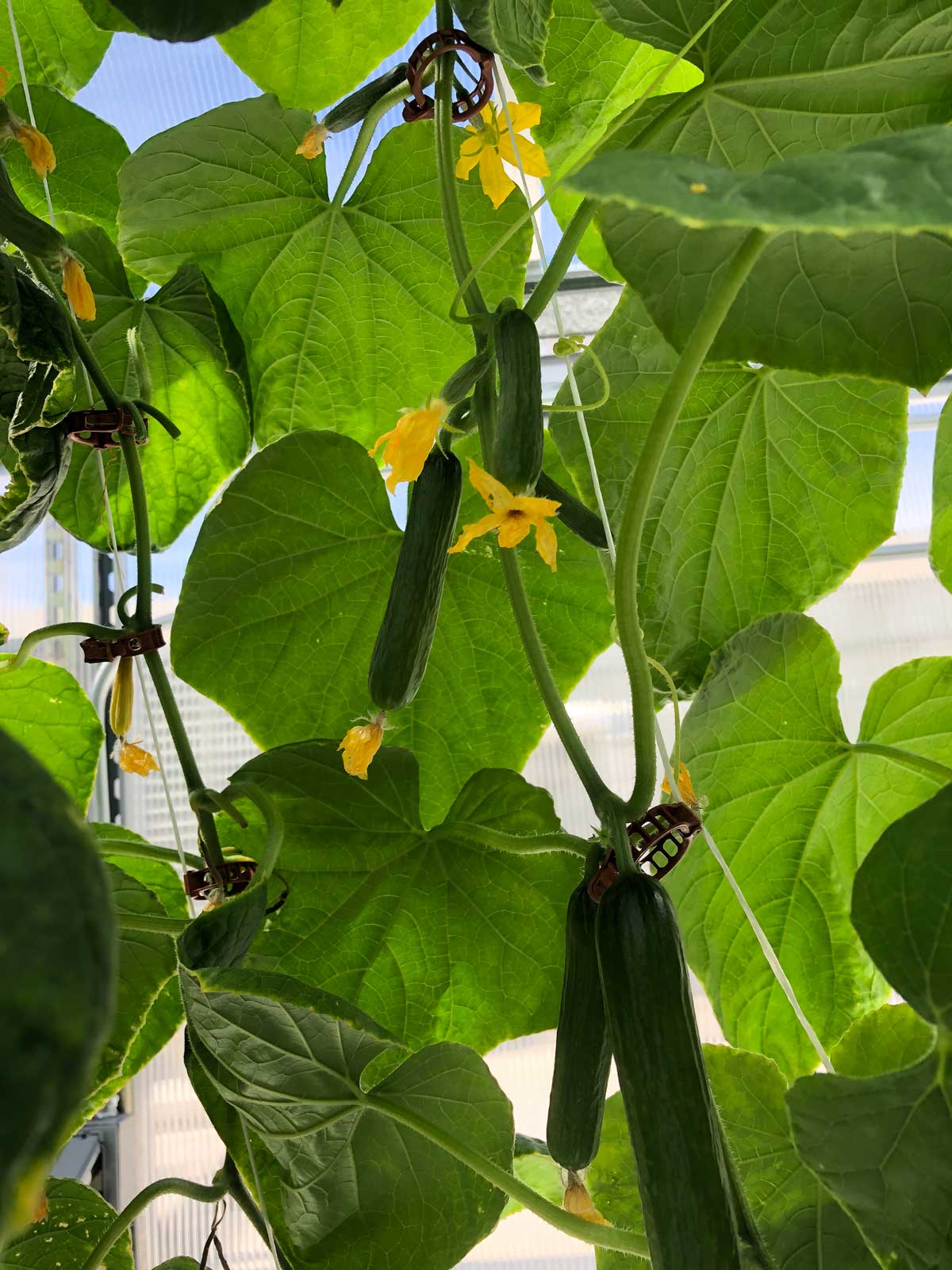 cucumber UA greenhouse