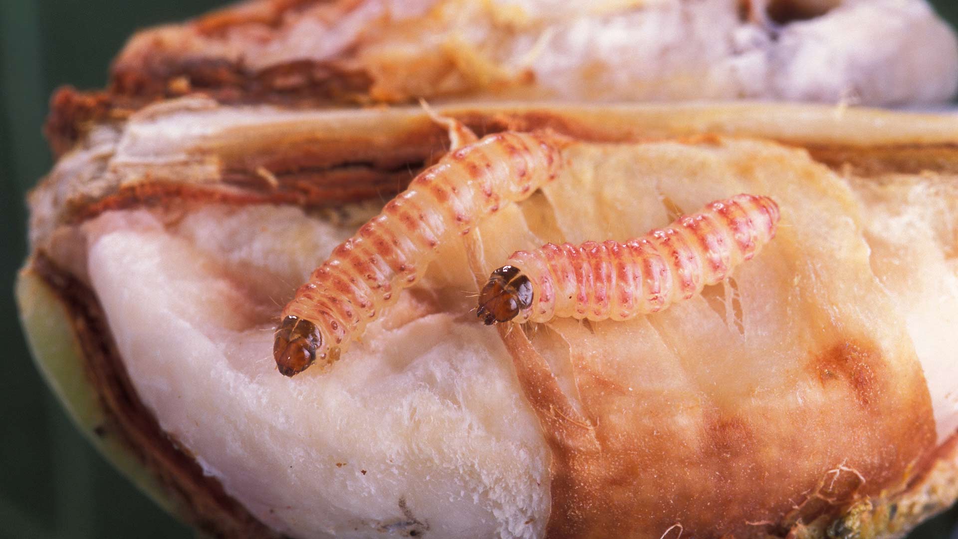 Pink bollworms emerging from a damaged cotton boll.