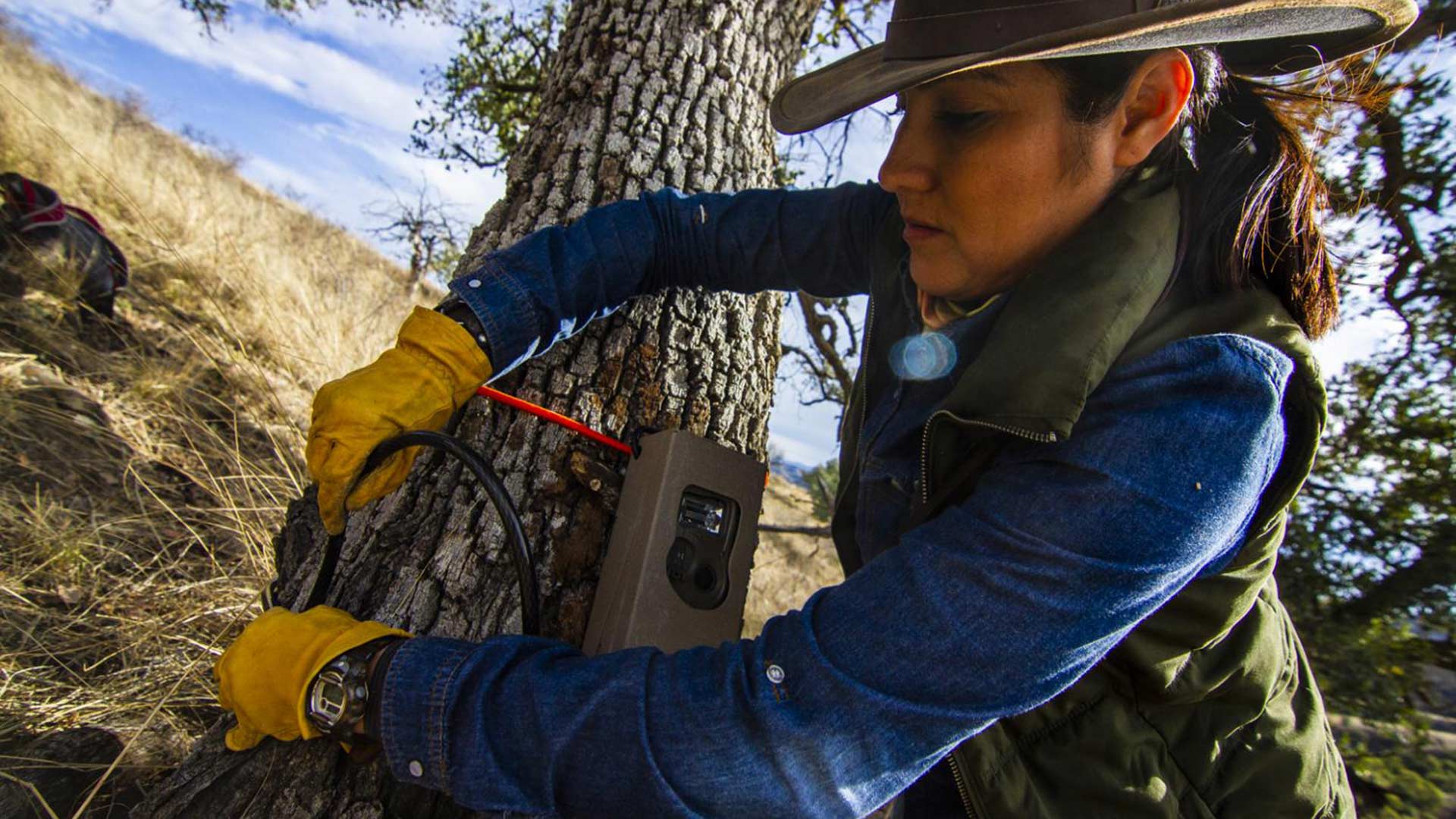 The Sonoran Ecology and Sustainable Development Commission's Shandira Romero finishes installing a game camera.