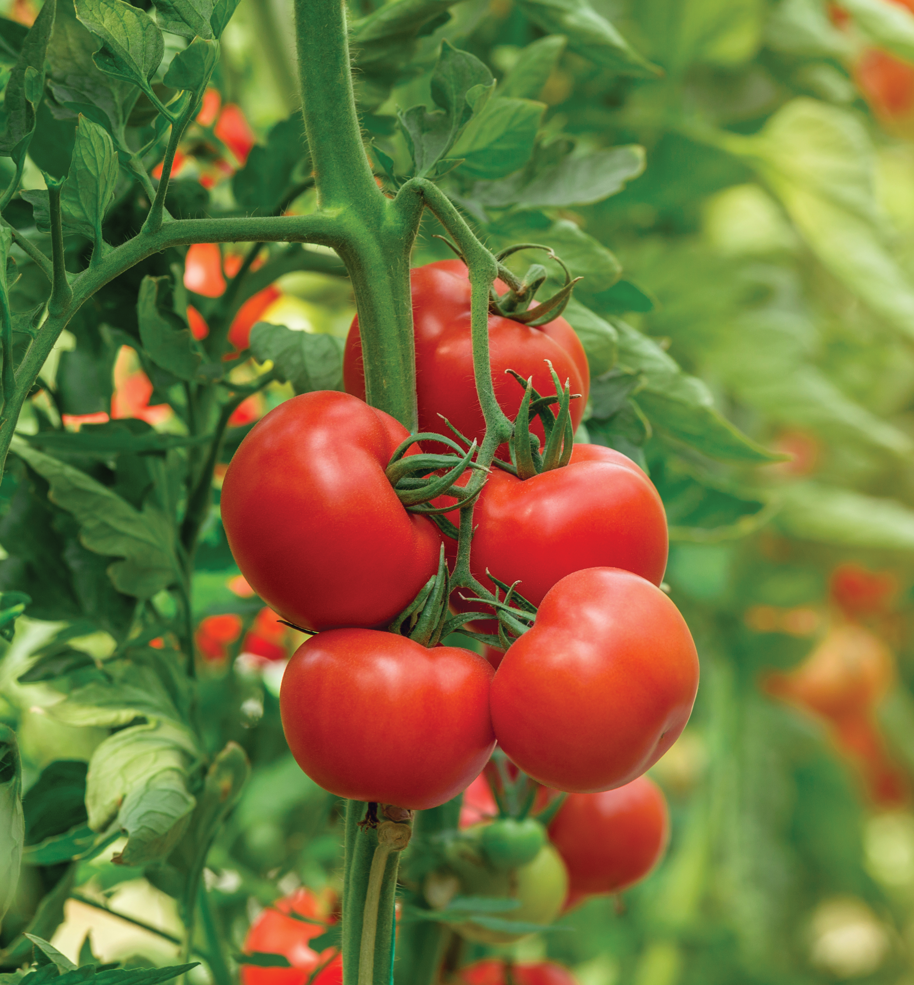 Mexican Tomatoes