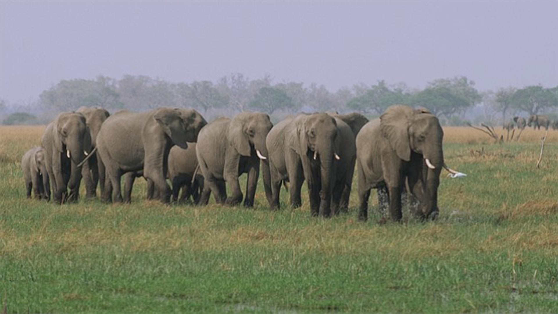 An elephant breeding herd on the move.