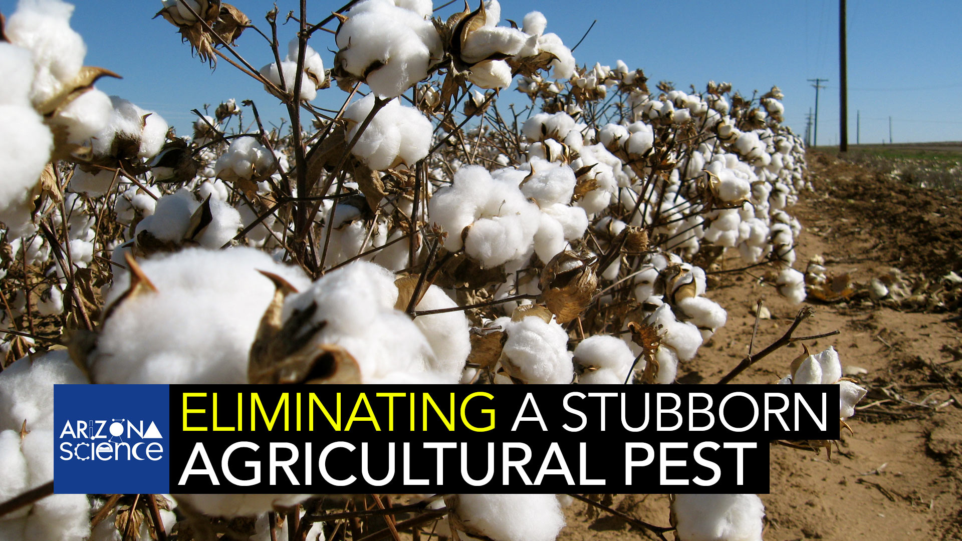 University of Arizona Entomologist Bruce Tabashnik has worked to eliminate the pink bollworm.