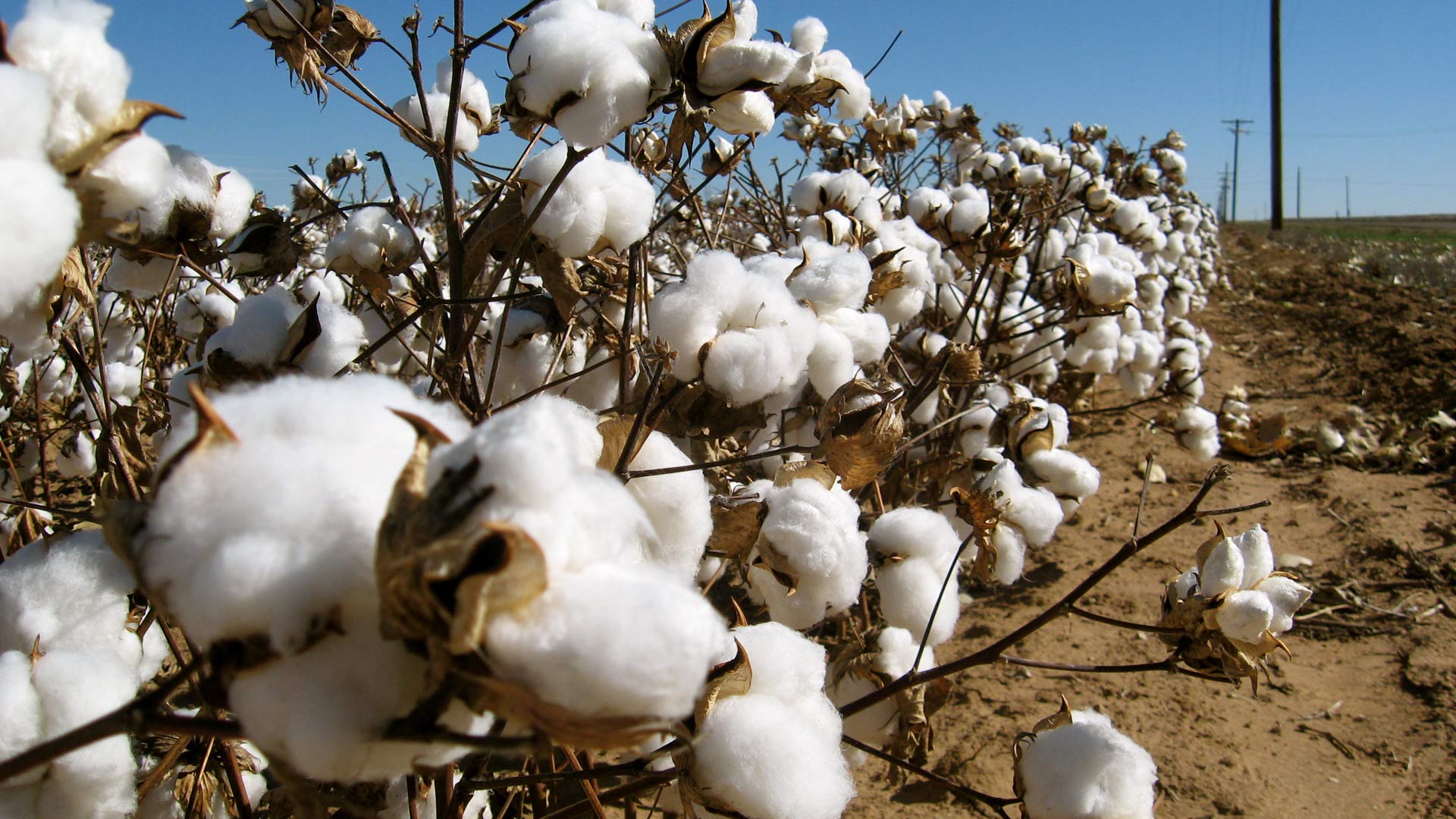 Federal farm payments will help Arizona farmers affected by trade uncertainty, high costs