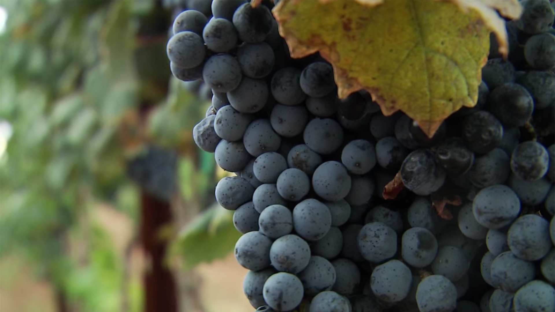 Grapes on the vine for Flying Leap Vineyards in the Kansas Settlement, south of Willcox.