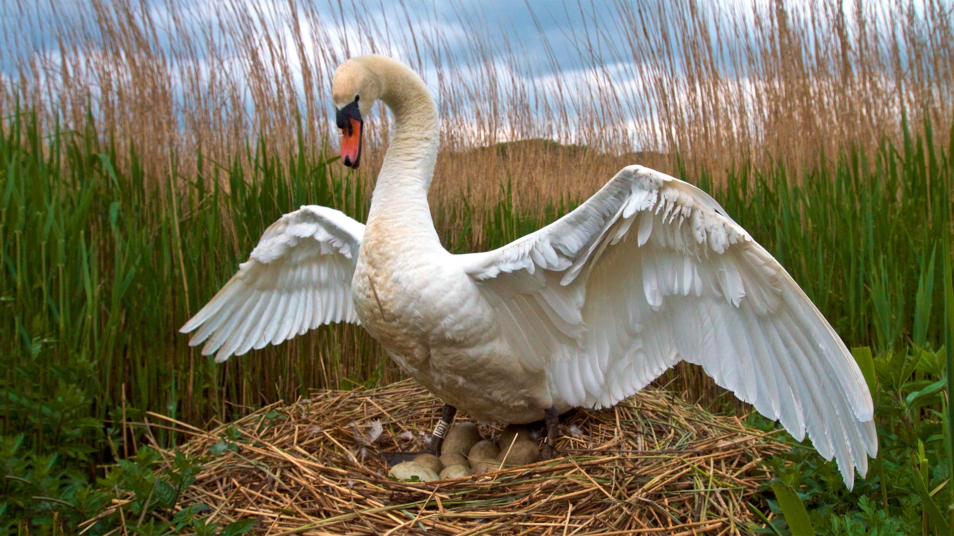 Male swans often do some of the incubation, but not as much as the females because female swans have a centrally heated brood patch on their bellies.