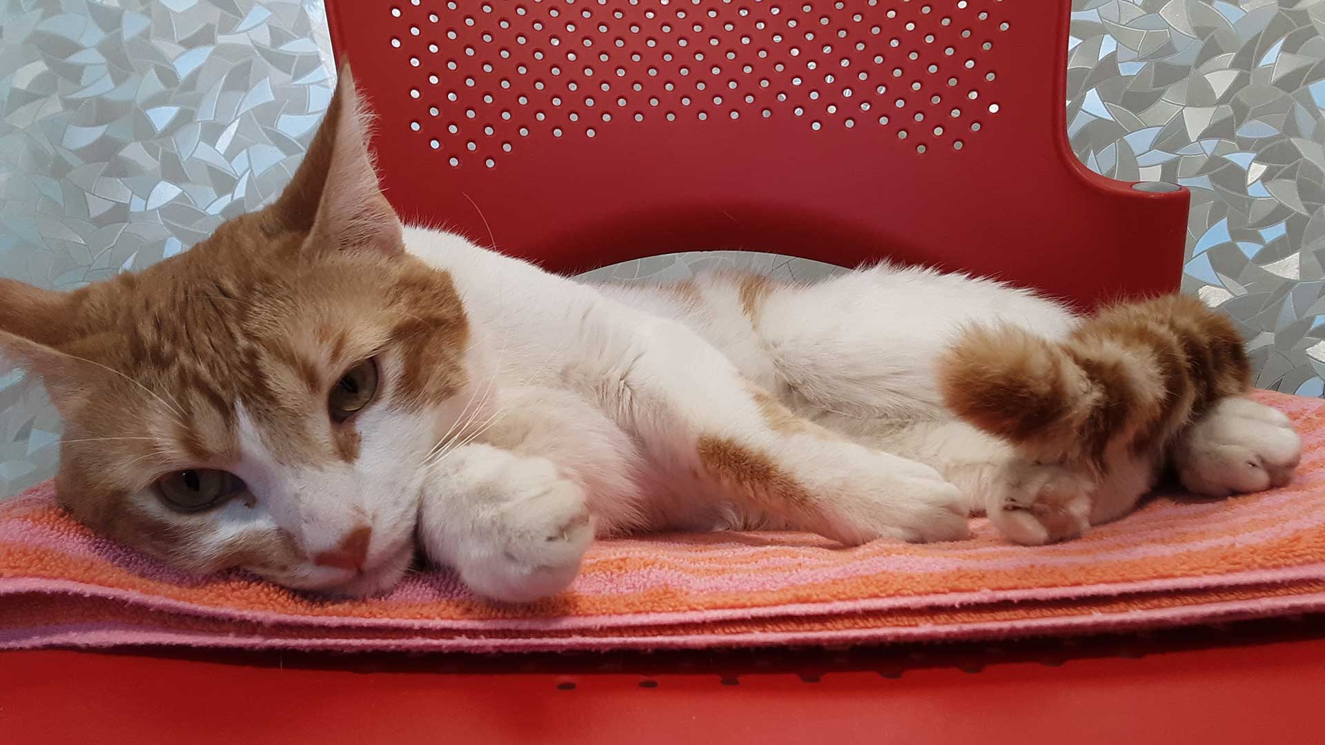 Former stray cat Pyrite relaxes in an upgraded feline facility at Pima Animal Care Center.