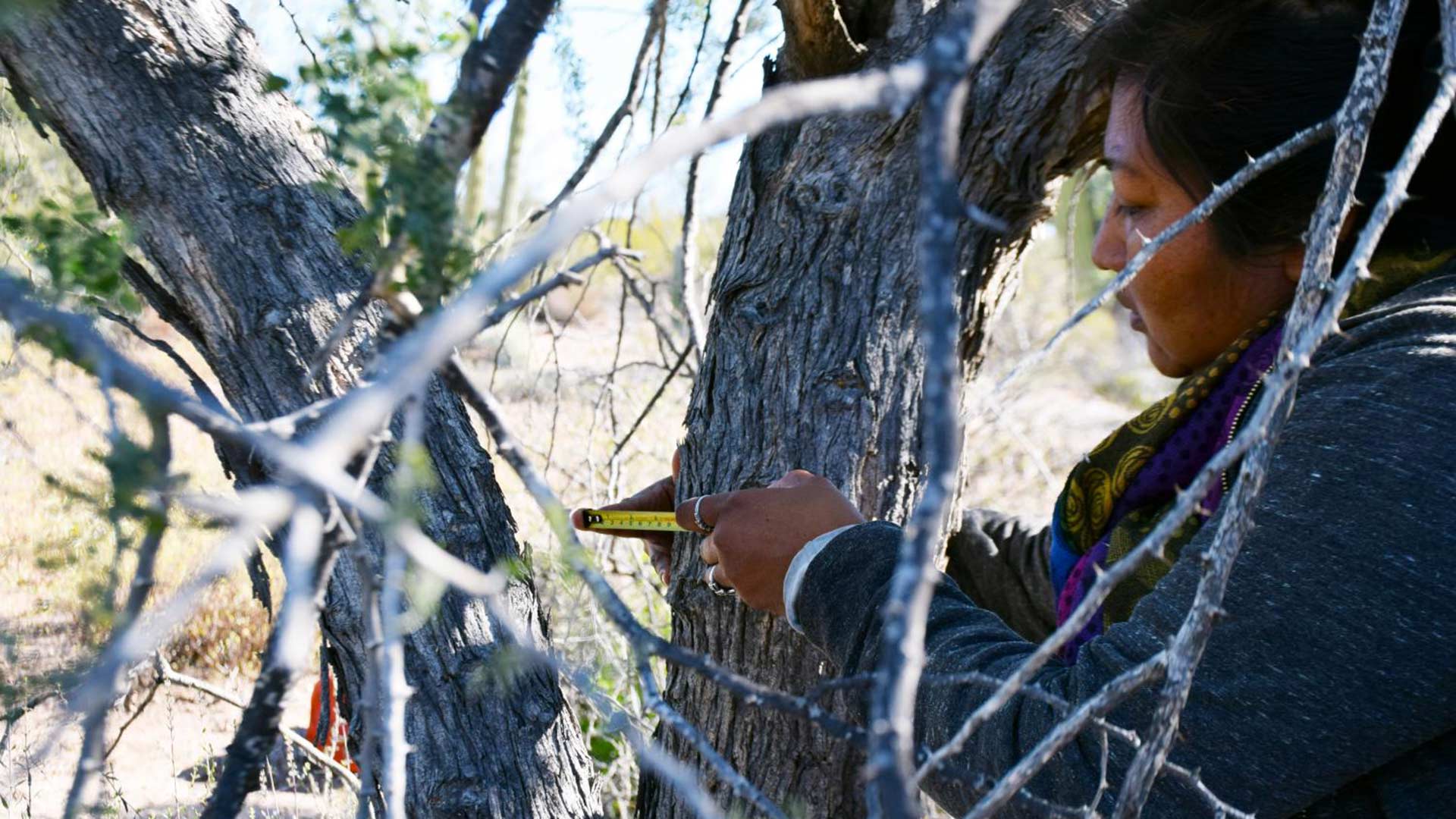 Mayra Estrella, project leader, measures a tree during the habitat conservation study in El Desemboque