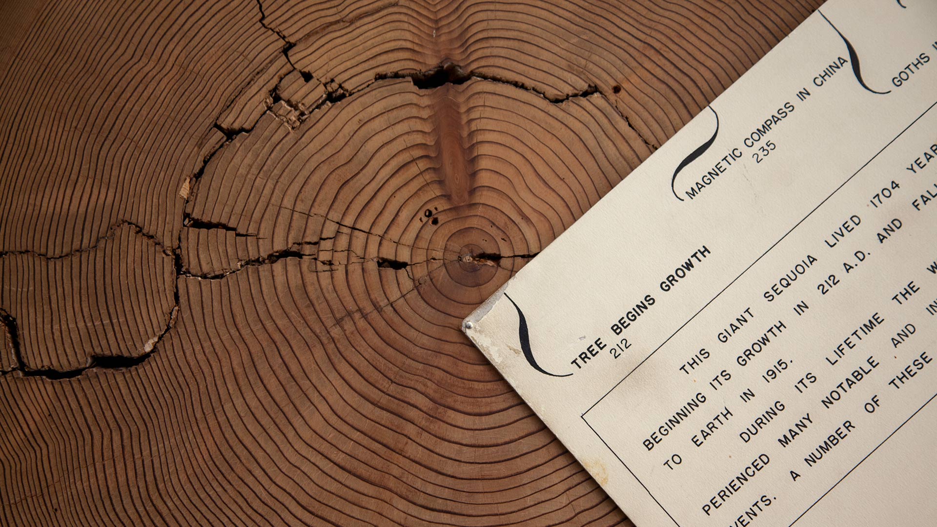 Bryant Bannister Tree-Ring Building display