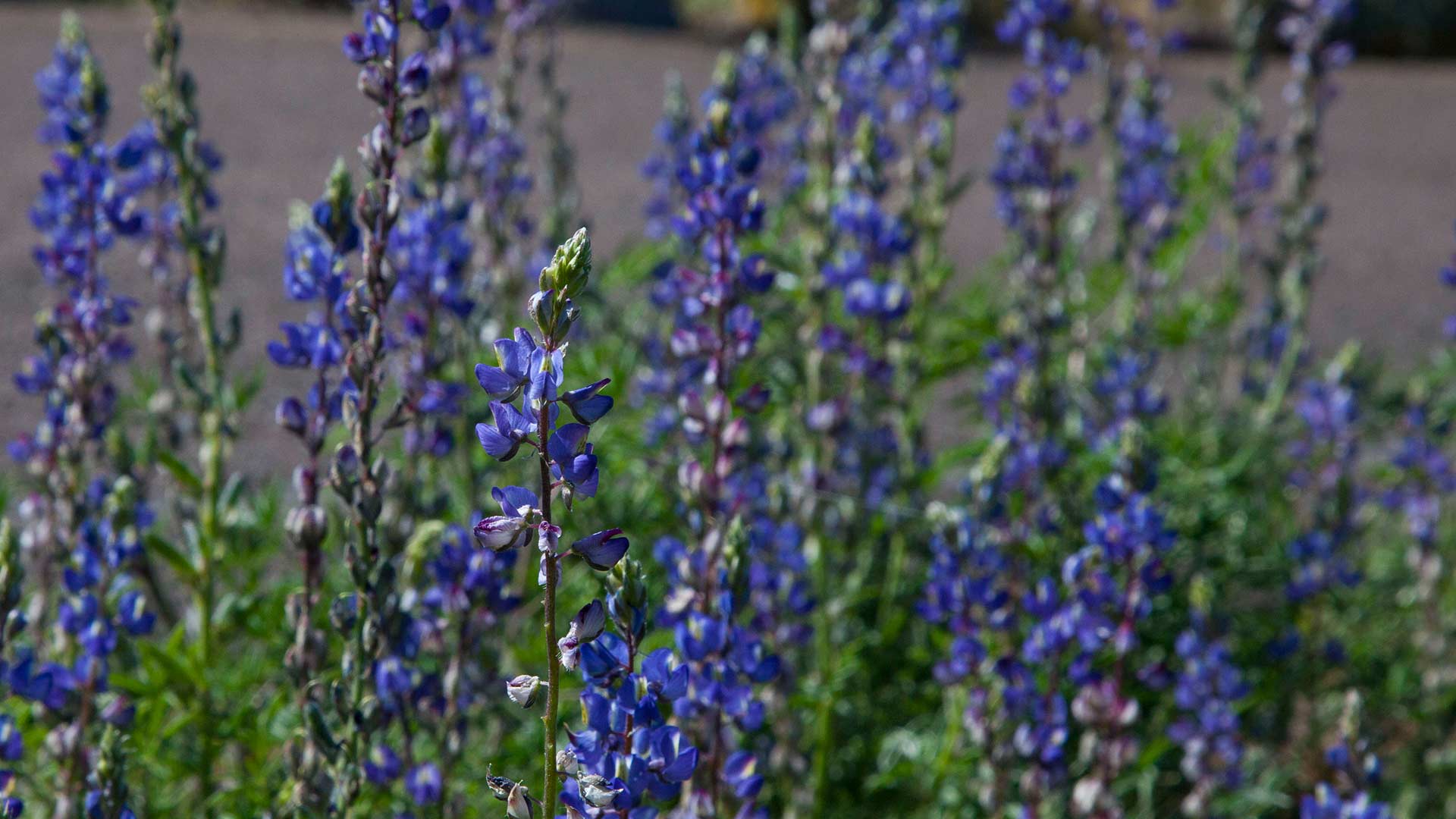 Picacho blue flowers