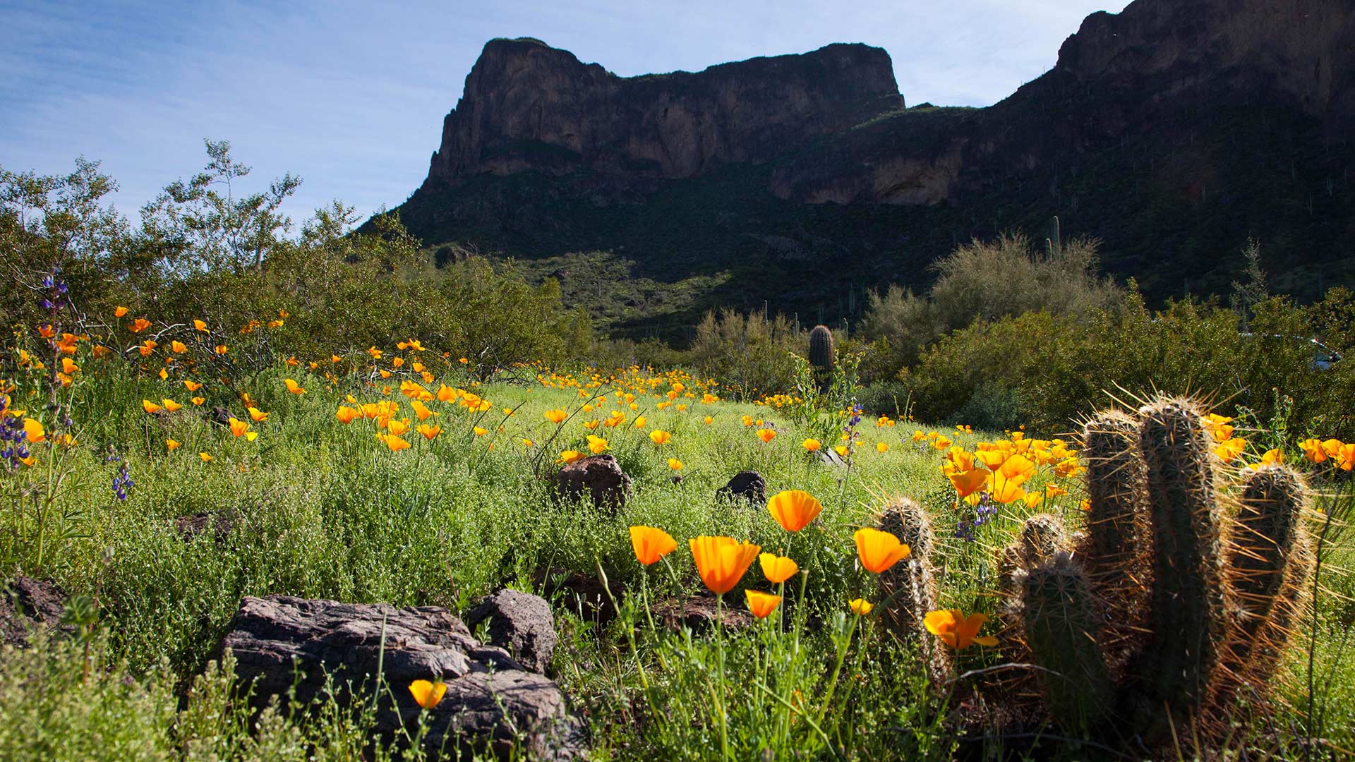 Depending on weather conditions, Picacho Peak State Park may offer good opportunities for seeing wildflowers,   March 5, 2019. 