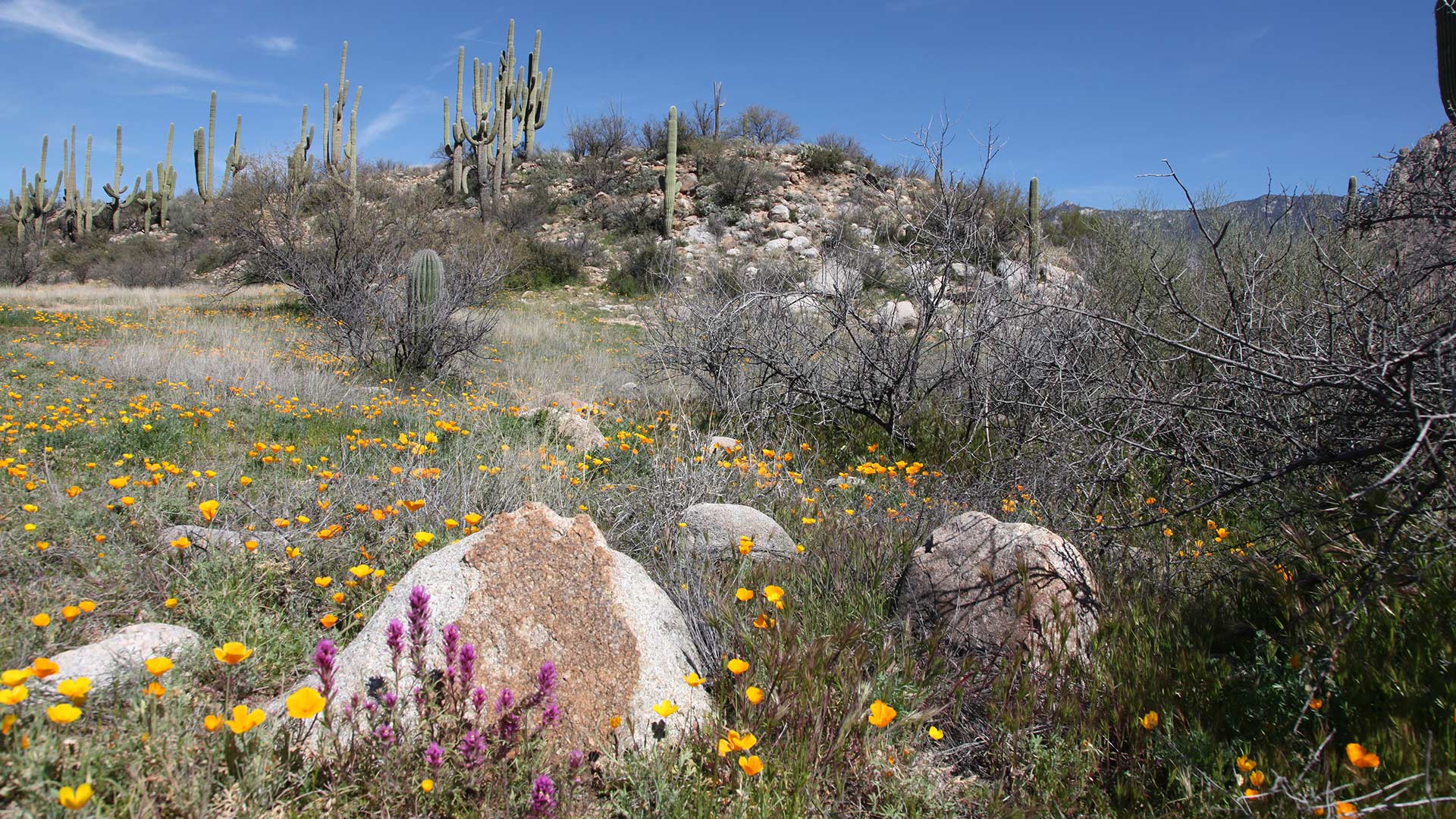 Catalina saguaros flowers