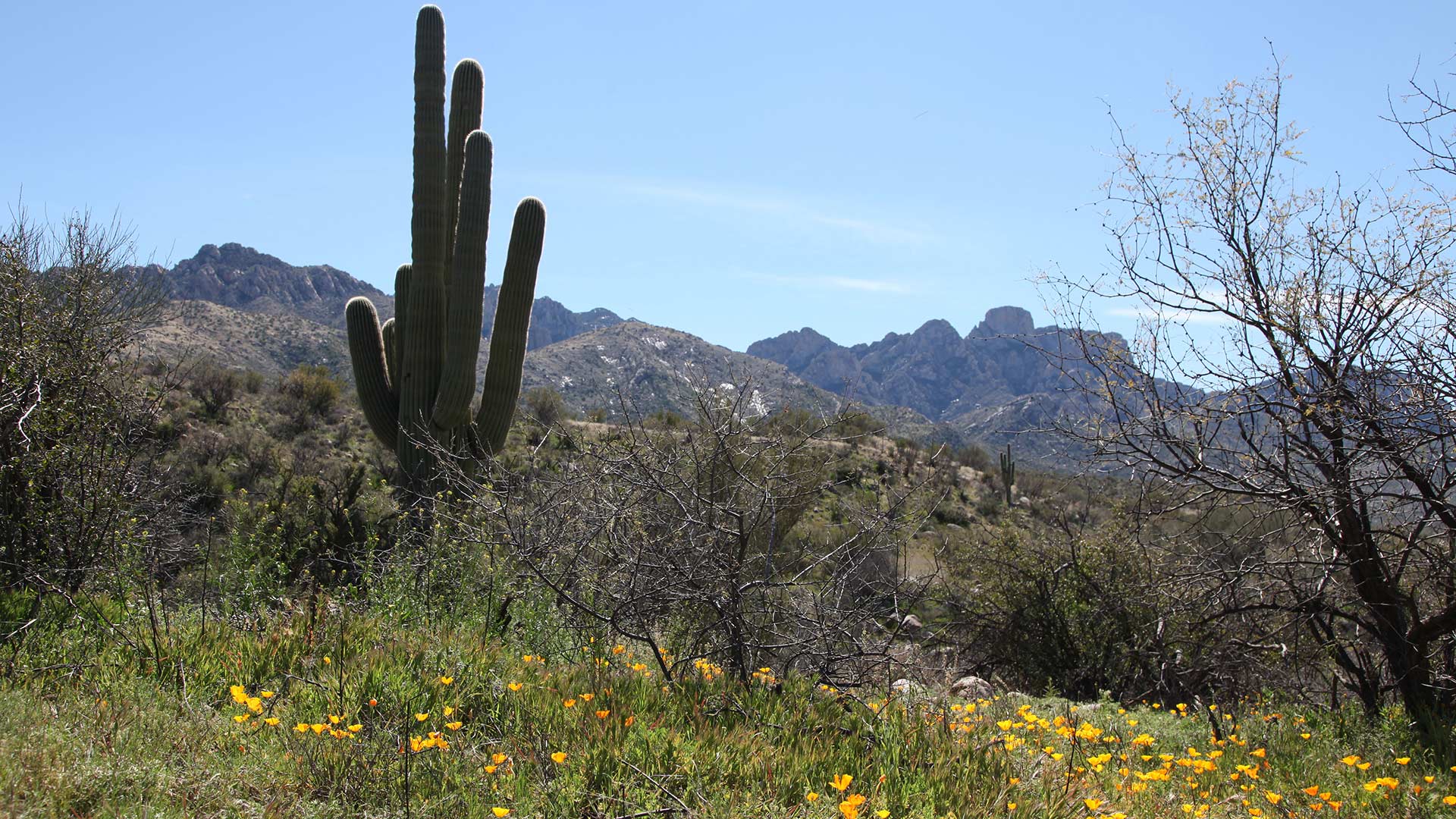 Catalina Saguaro Mountains Flowers