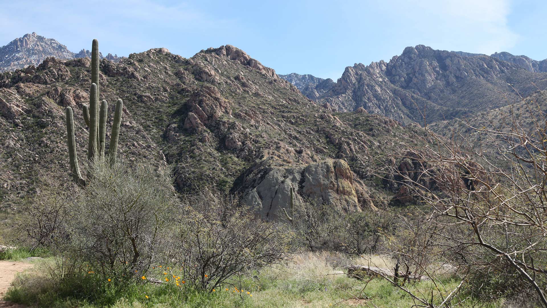 Catalina State Park covers about 5,500 acres in Pima County and is adjacent to Coronado National Forest, which protects even  more land.  March 4, 2019. 