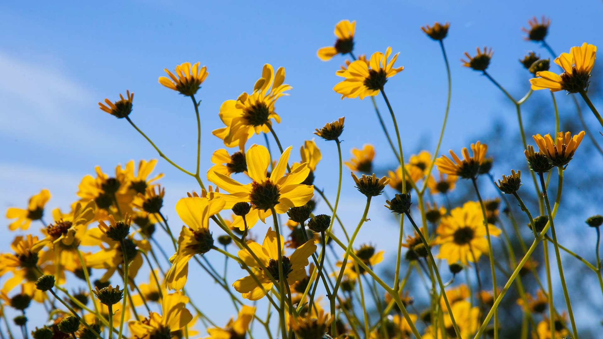 Picacho Brittlebush