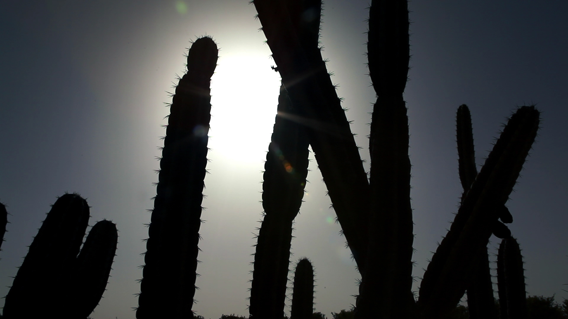 Cactus Sun