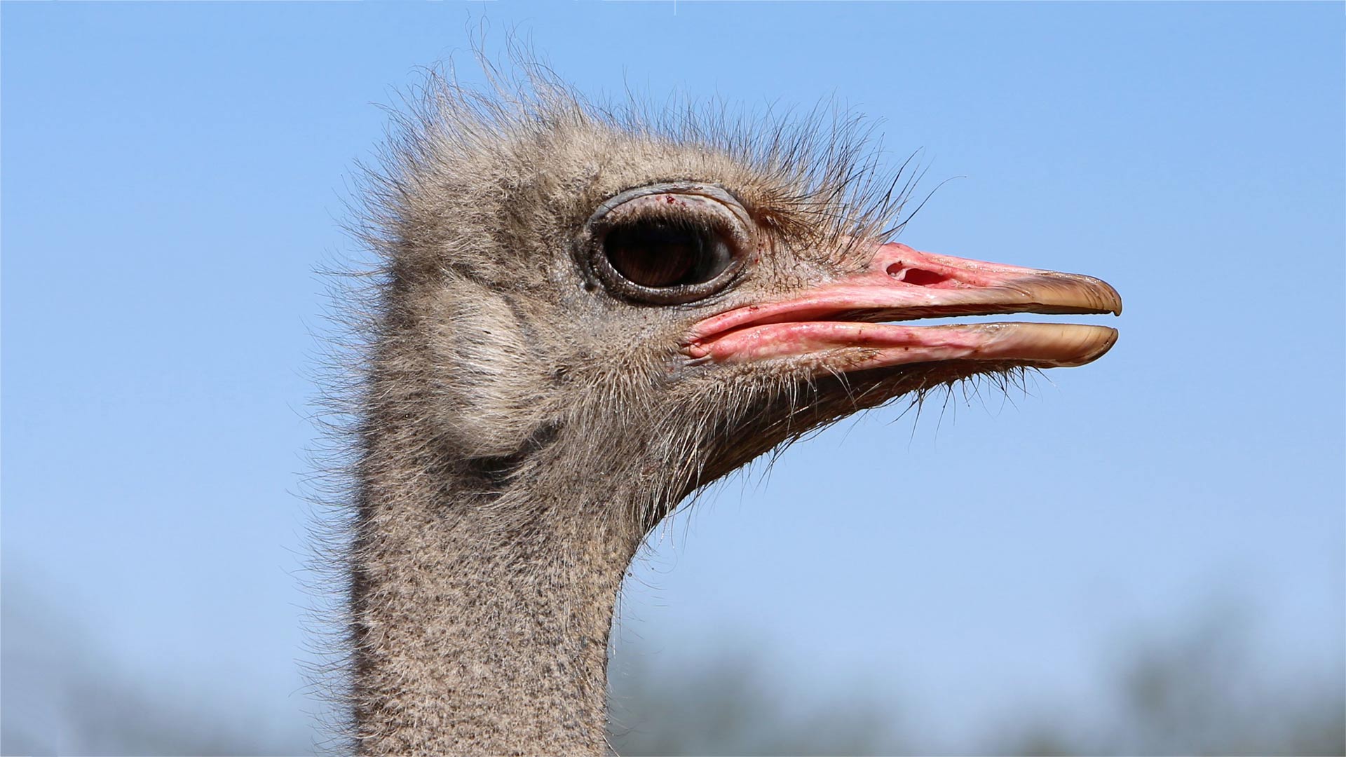 Ostrich head close-up.
