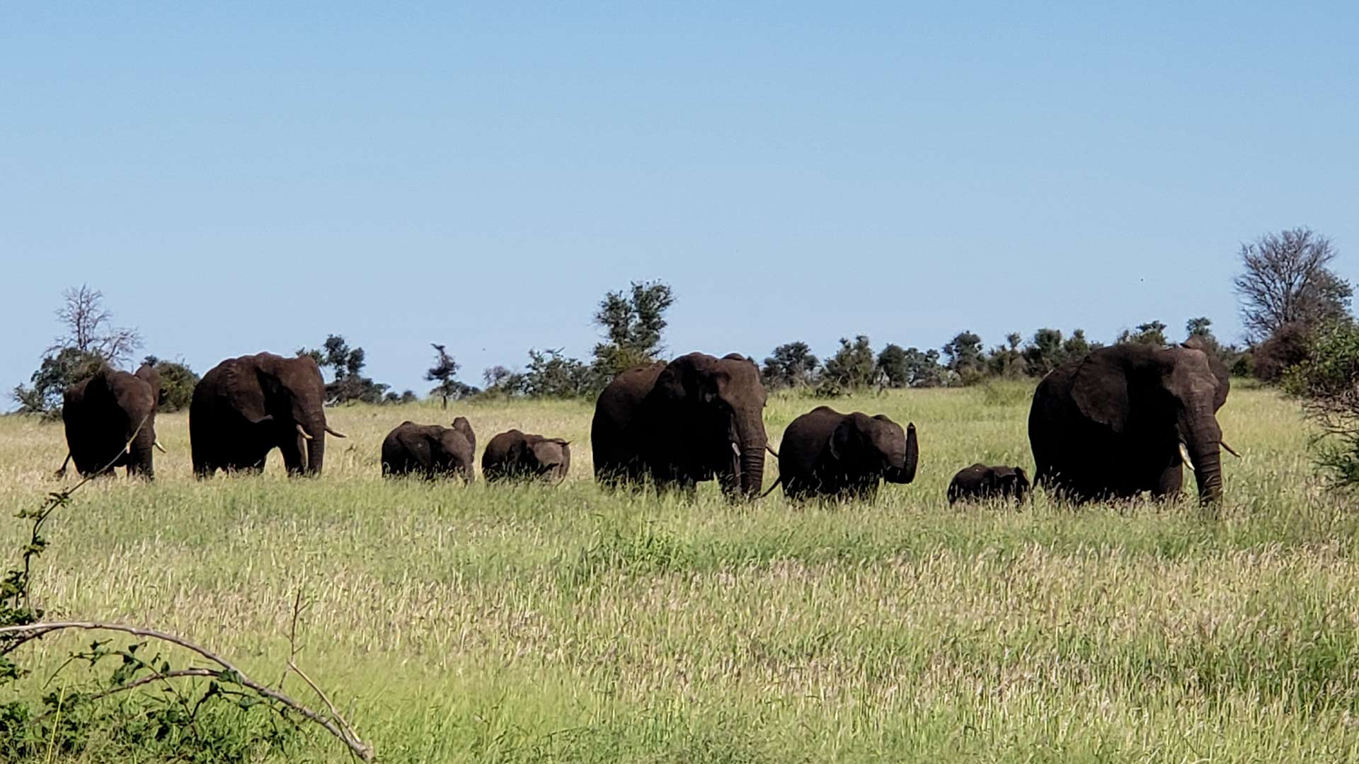 Elephant family