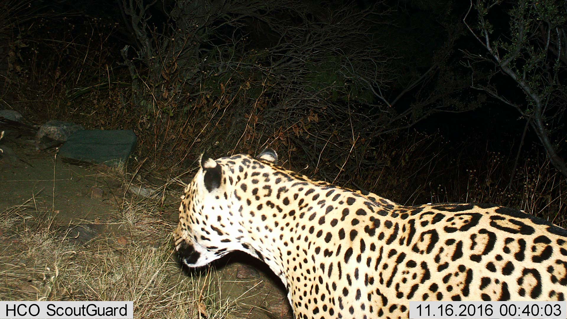 Male jaguar photographed in the Dos Cabezas Mountains Nov, 16, 2016. 