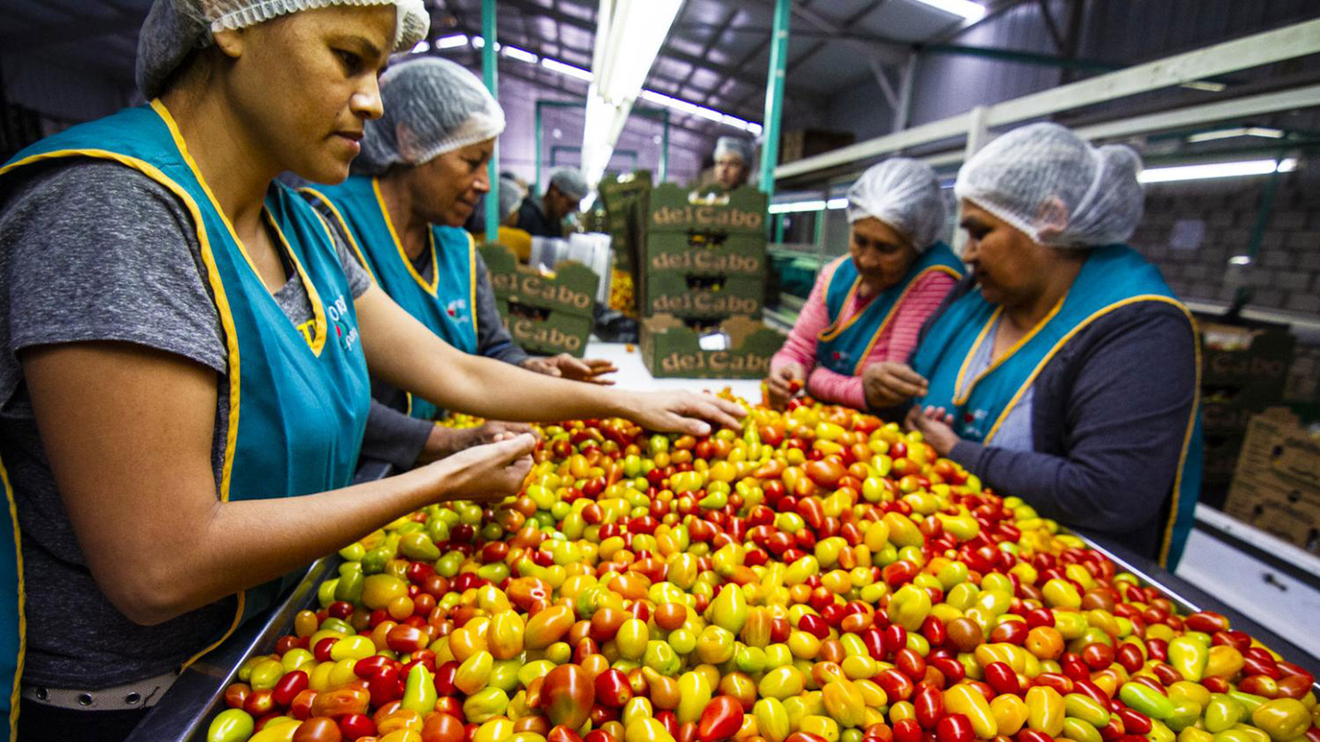 Workers sort through tomatoes at a packing plant in southern Sonora, Mexico.