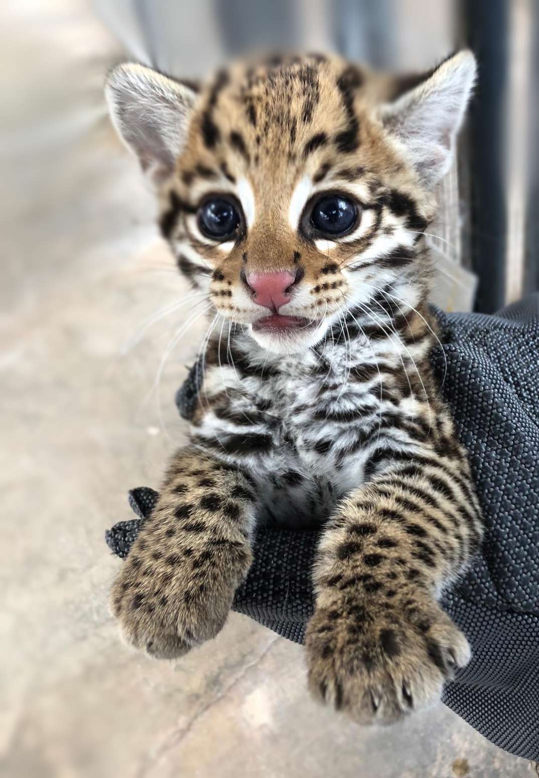 ocelot kitten vl