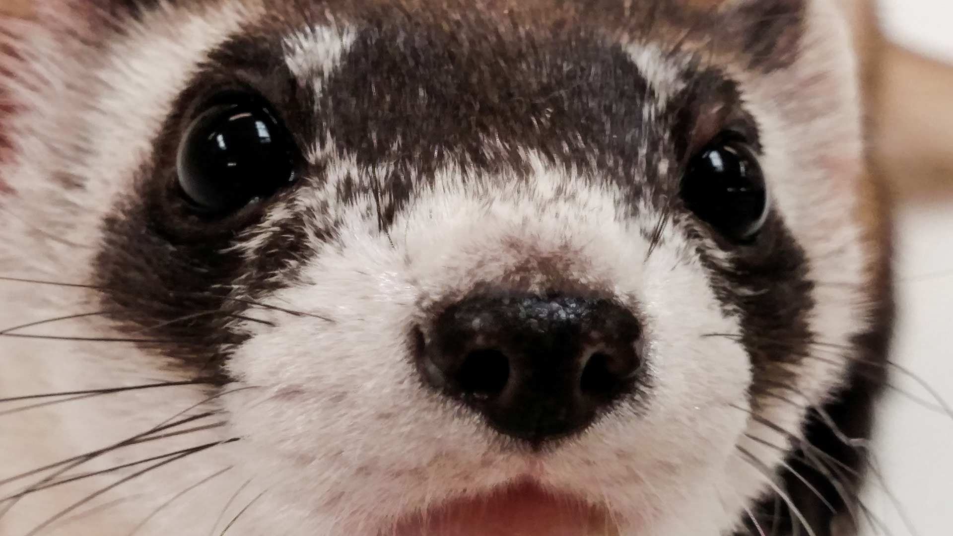 A recent Arizona Game and Fish Department event spotlighting endangered black-footed ferrets found only four of the animals. 