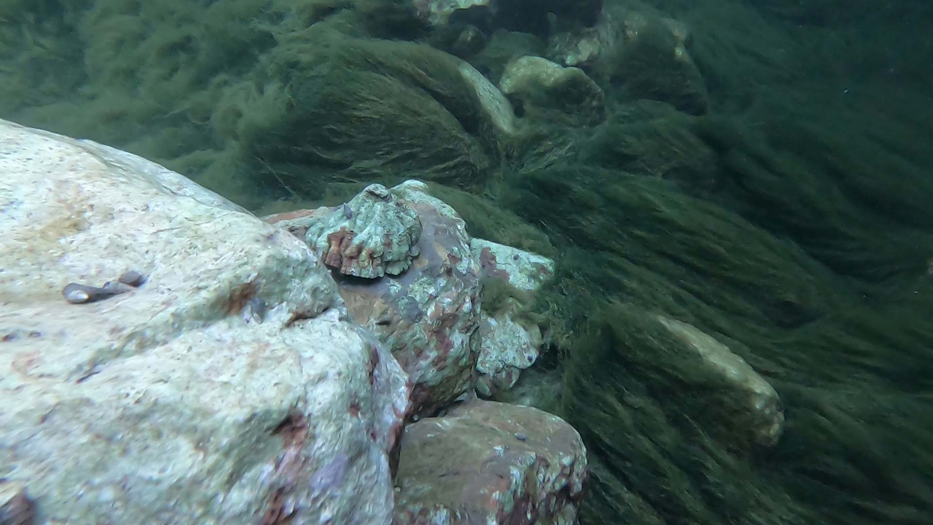 Algae in B2 Ocean