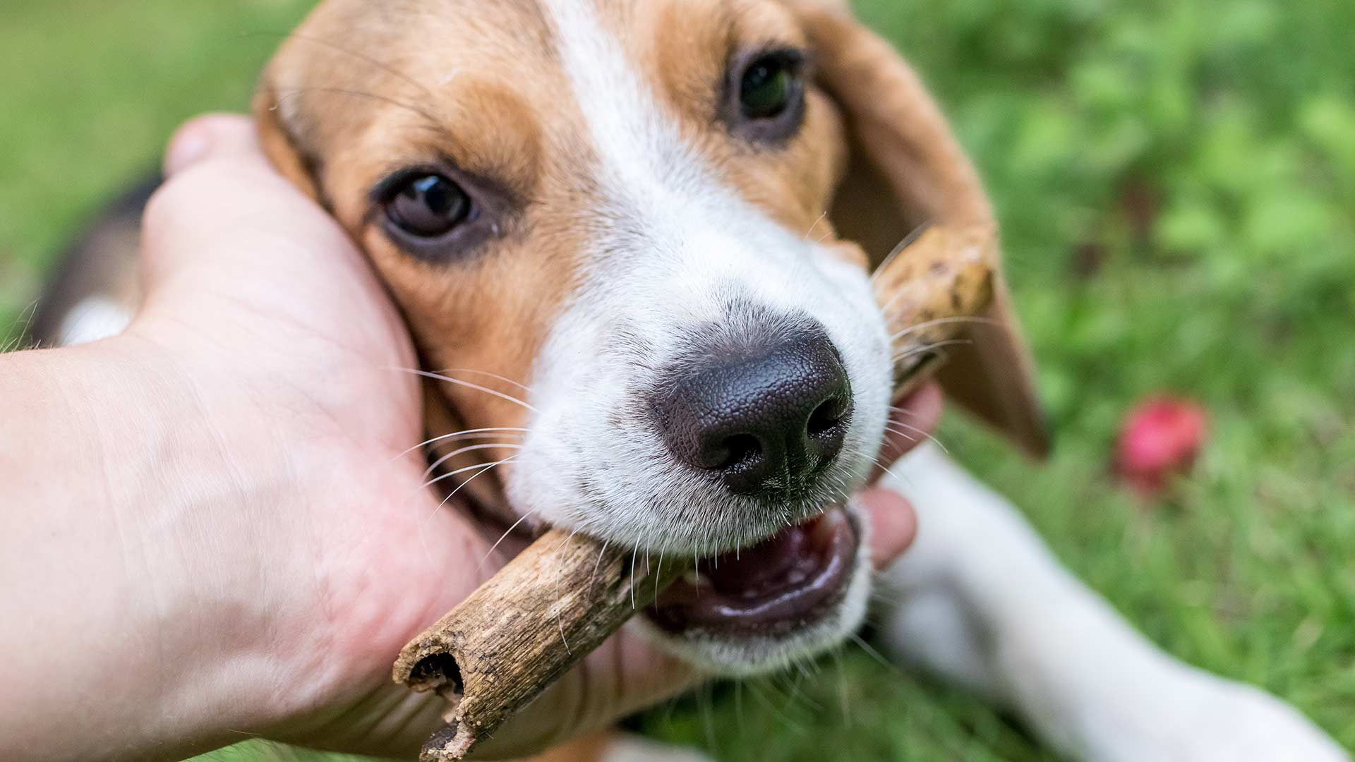 beagle pets dogs