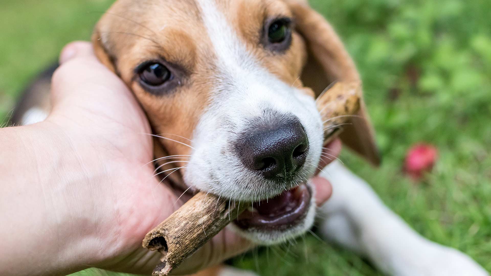 Animal cognition researchers are discovering how dogs learn to recognize their owners while ignoring strangers.