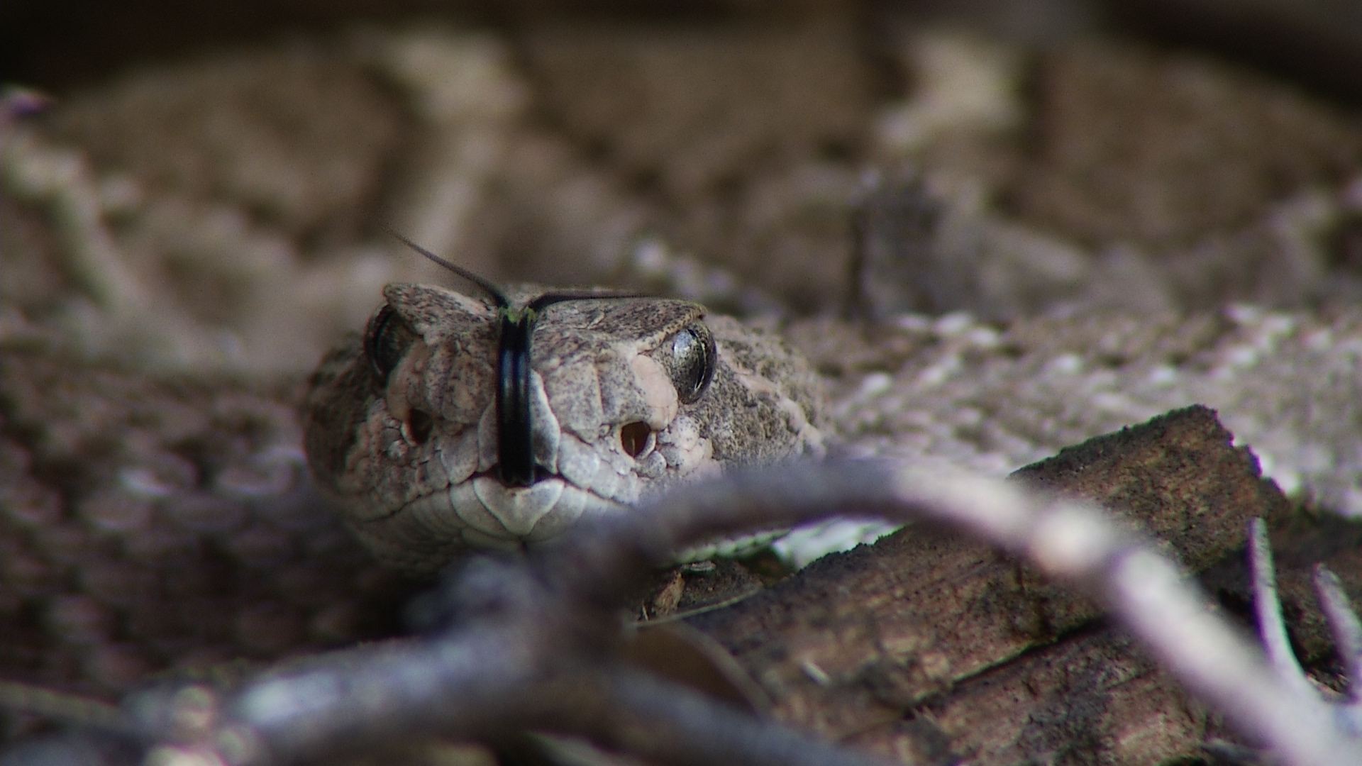 A diamondback rattlesnake flicks its tongue.