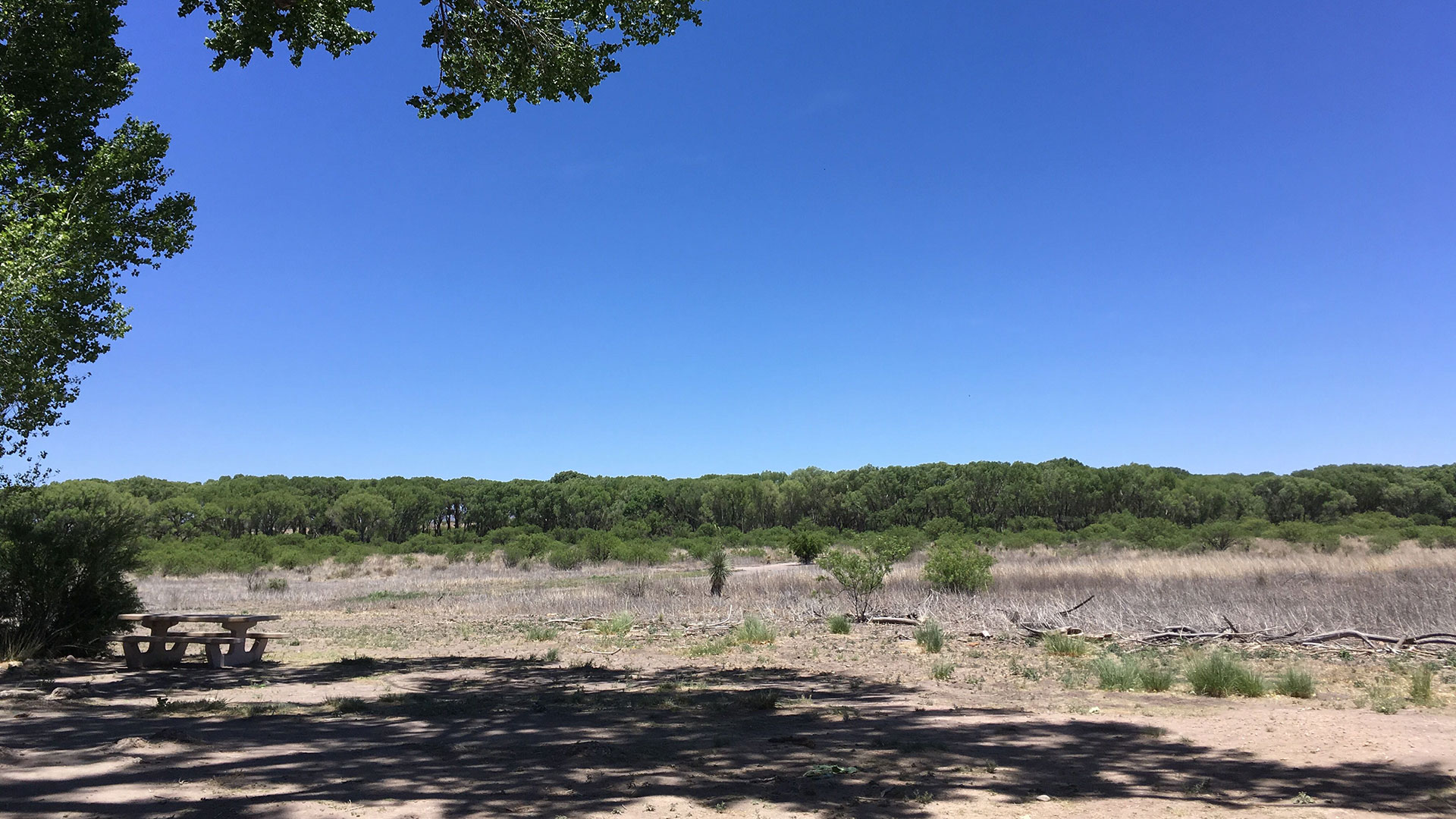 A view of the San Pedro Riparian National Conservation Area.