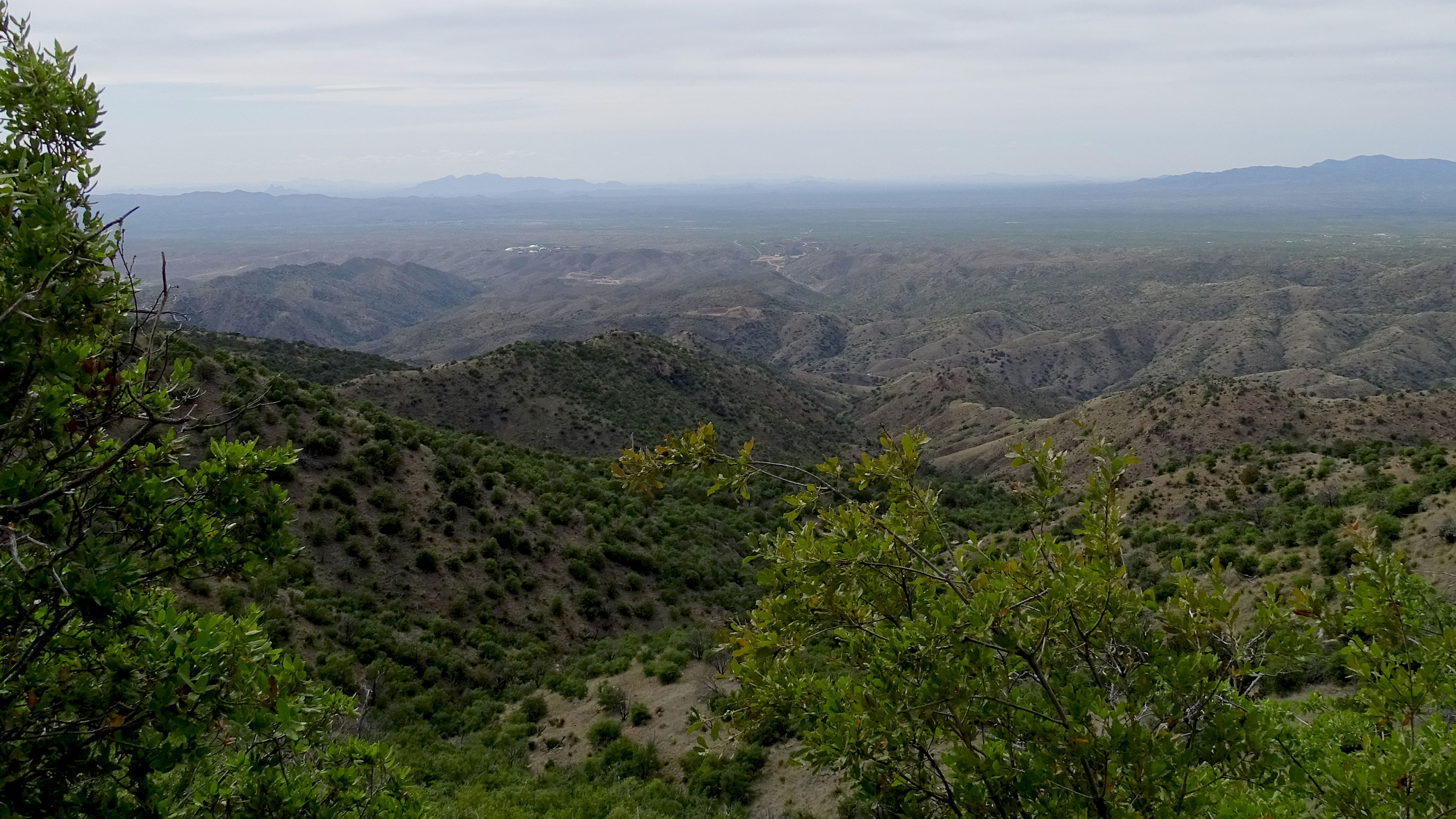 The view from the Oracle Ridge Trail looking north. The landscape would have been much the same as what Sara Lemmon saw on her journey up the mountain, except of course Biosphere II would not have been in the background.
