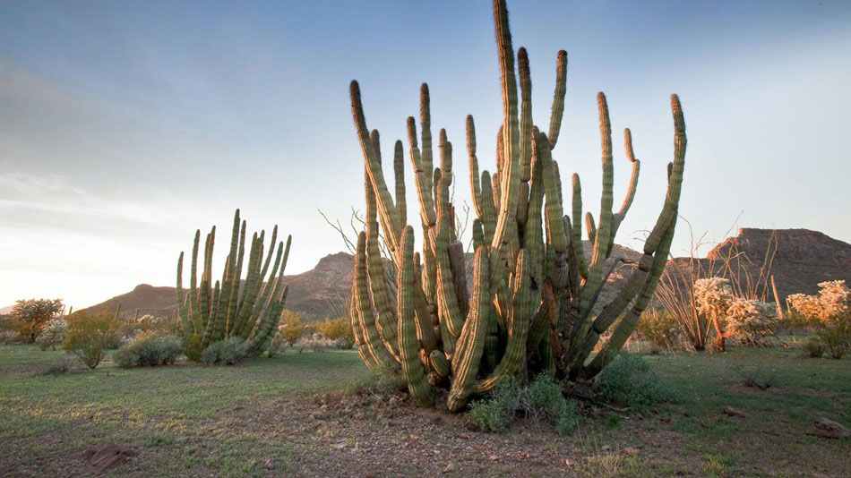 An organ pipe cactus within the national monument.