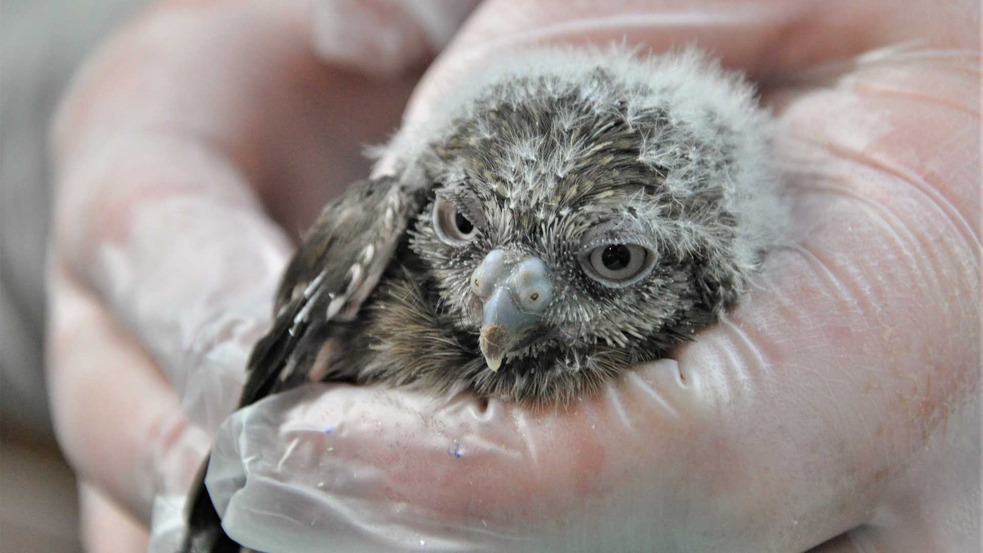 One of four cactus ferruginous pygmy owls to be born at the Phoenix Zoo, 2019.