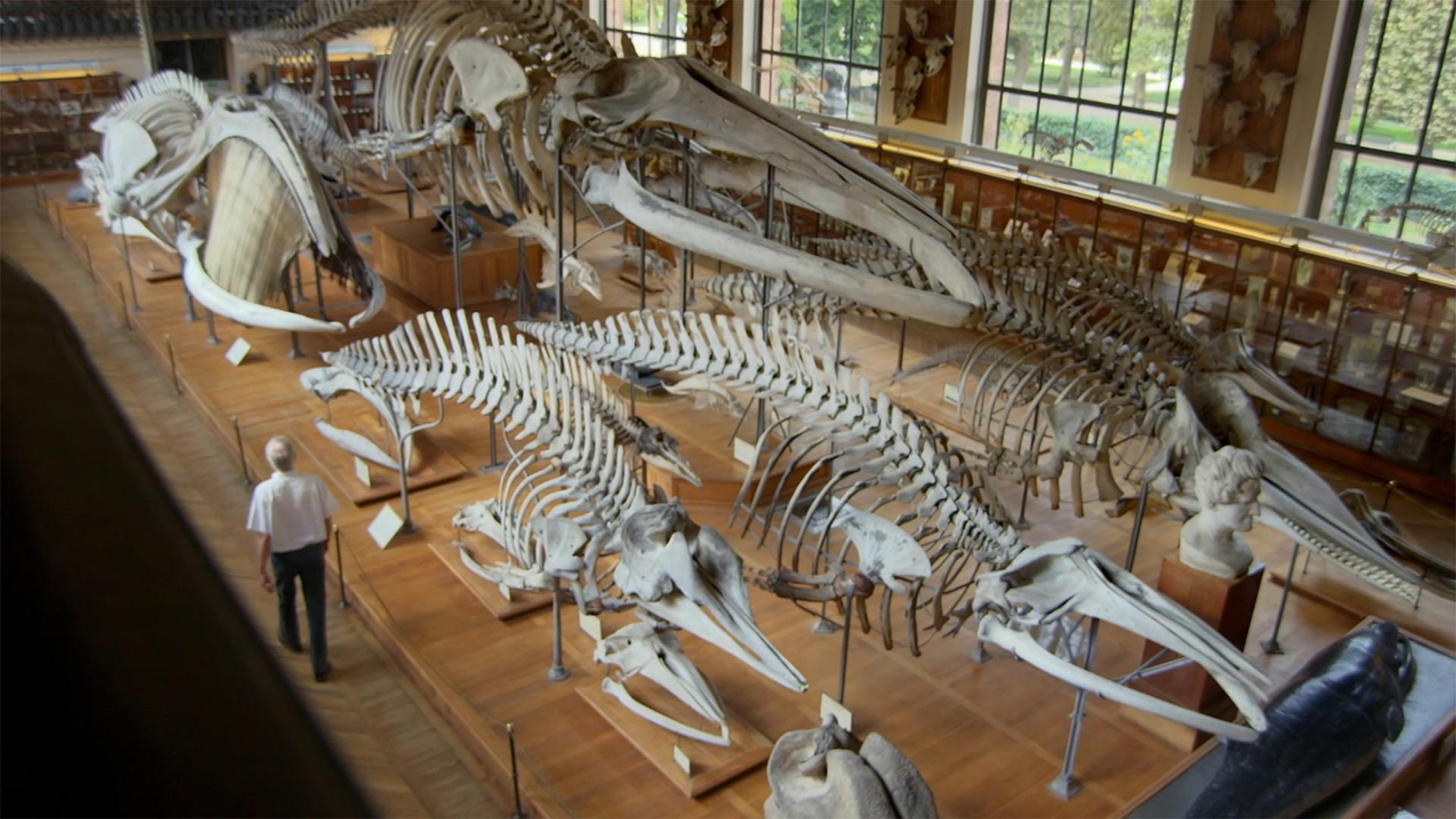 Investigator and post-doctoral researcher at the Muséum National d’Histoire Naturelle in Paris, Christian De Muizon walks along the exhibit of whale related fossils.
