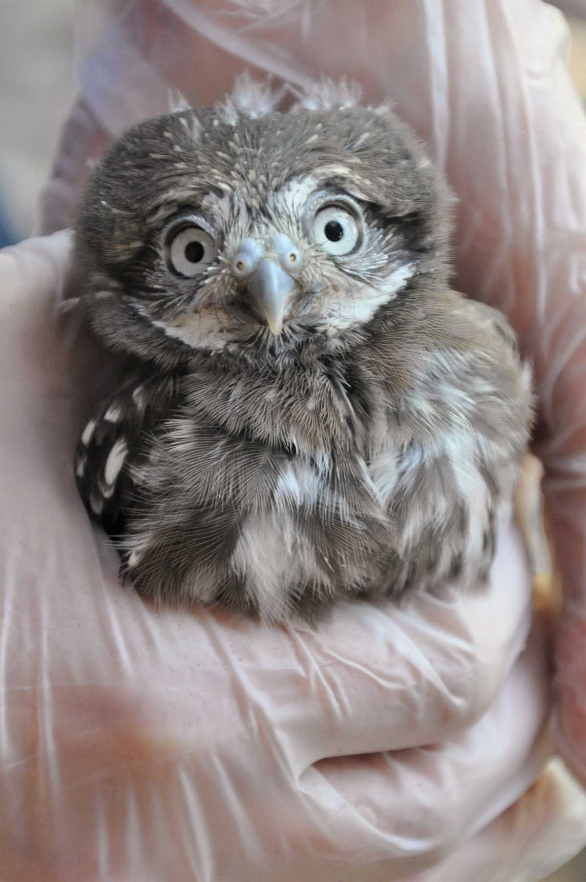 pygmy owl 2