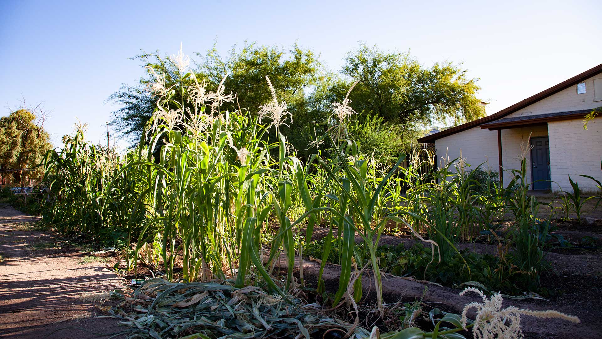 literacy garden