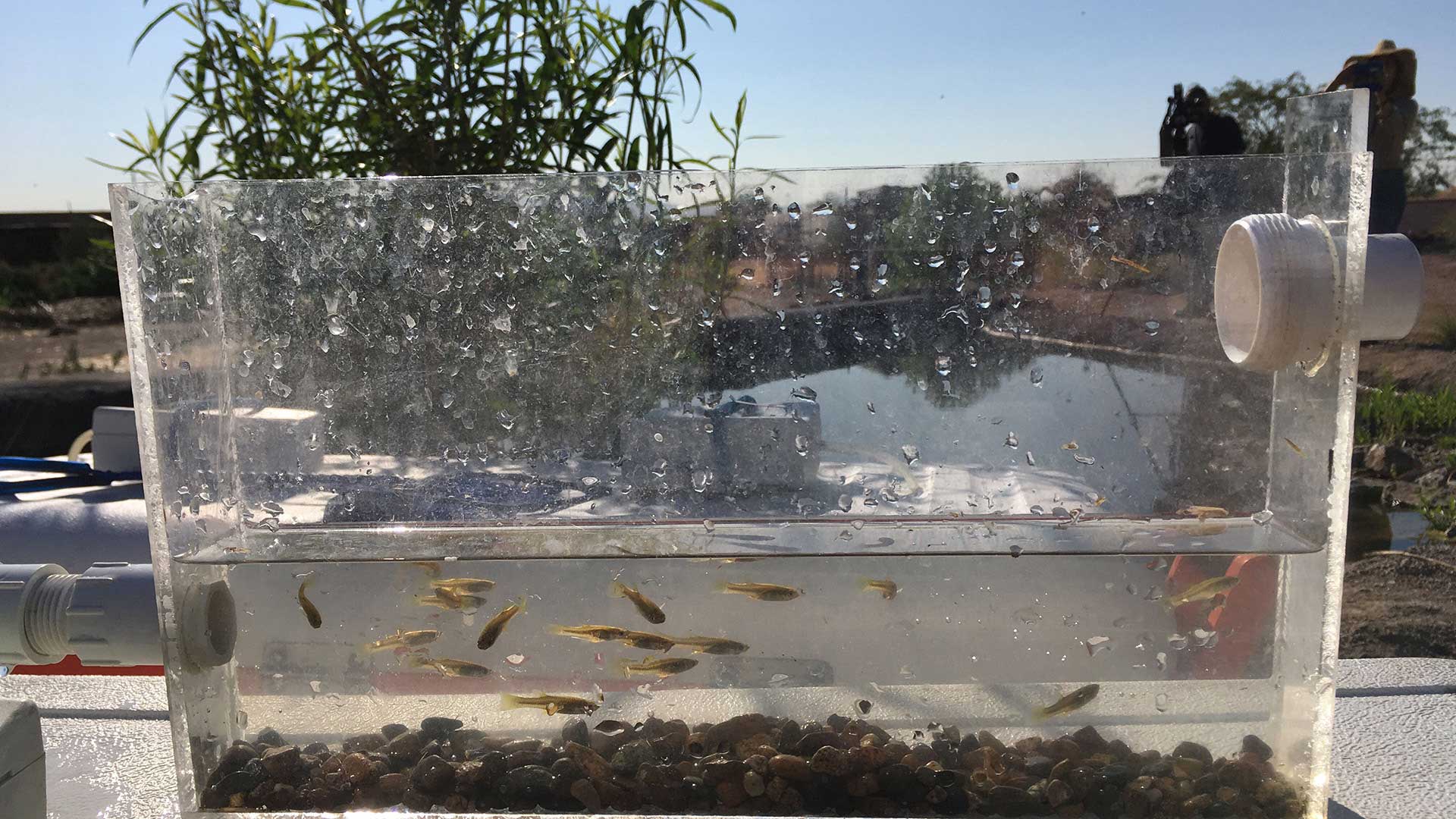 Gila topminnows wait to be introduced to new habitat in the acequia at Mission Garden.