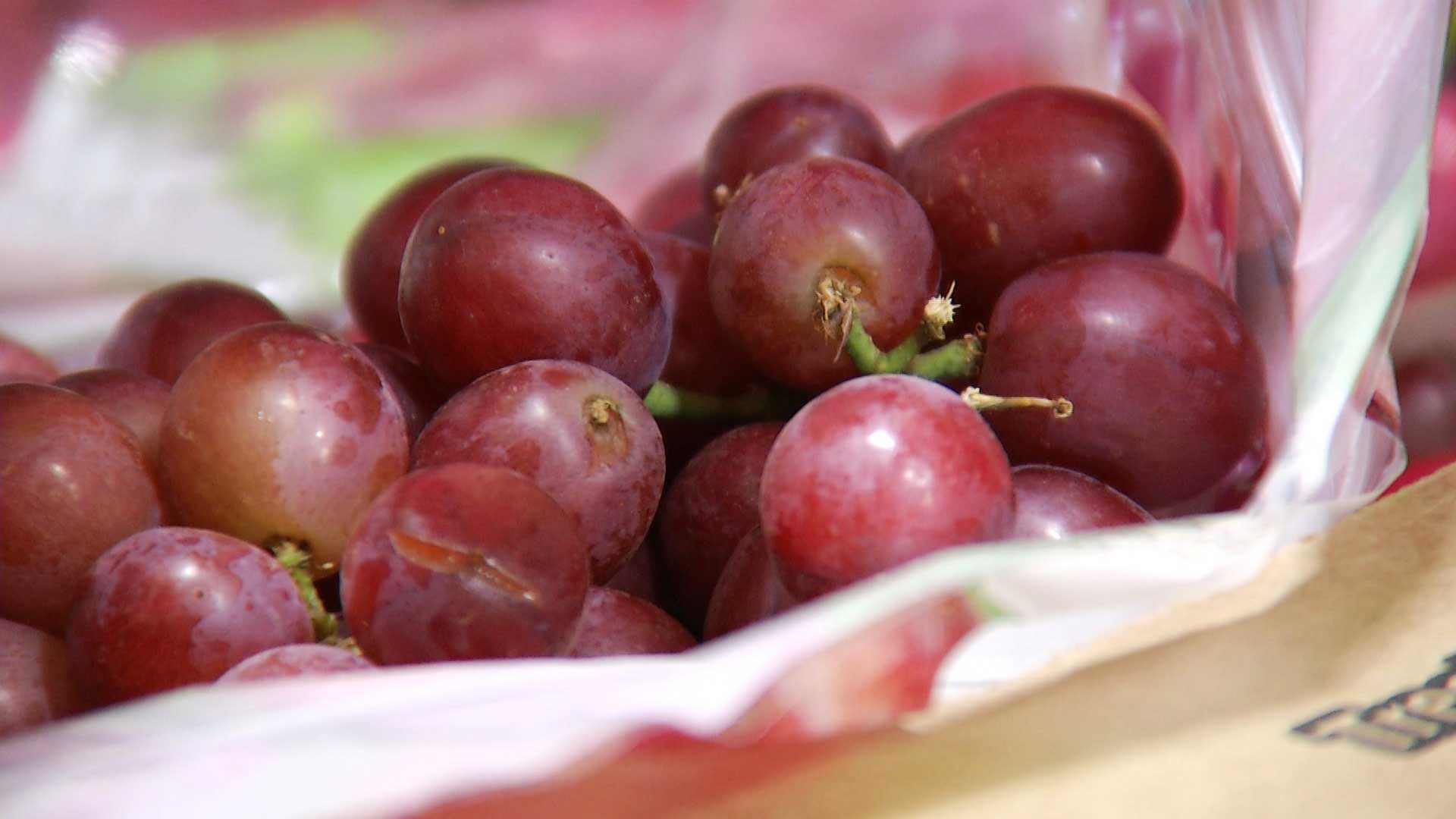 Grapes being inspected at the Nogales Port of Entry.