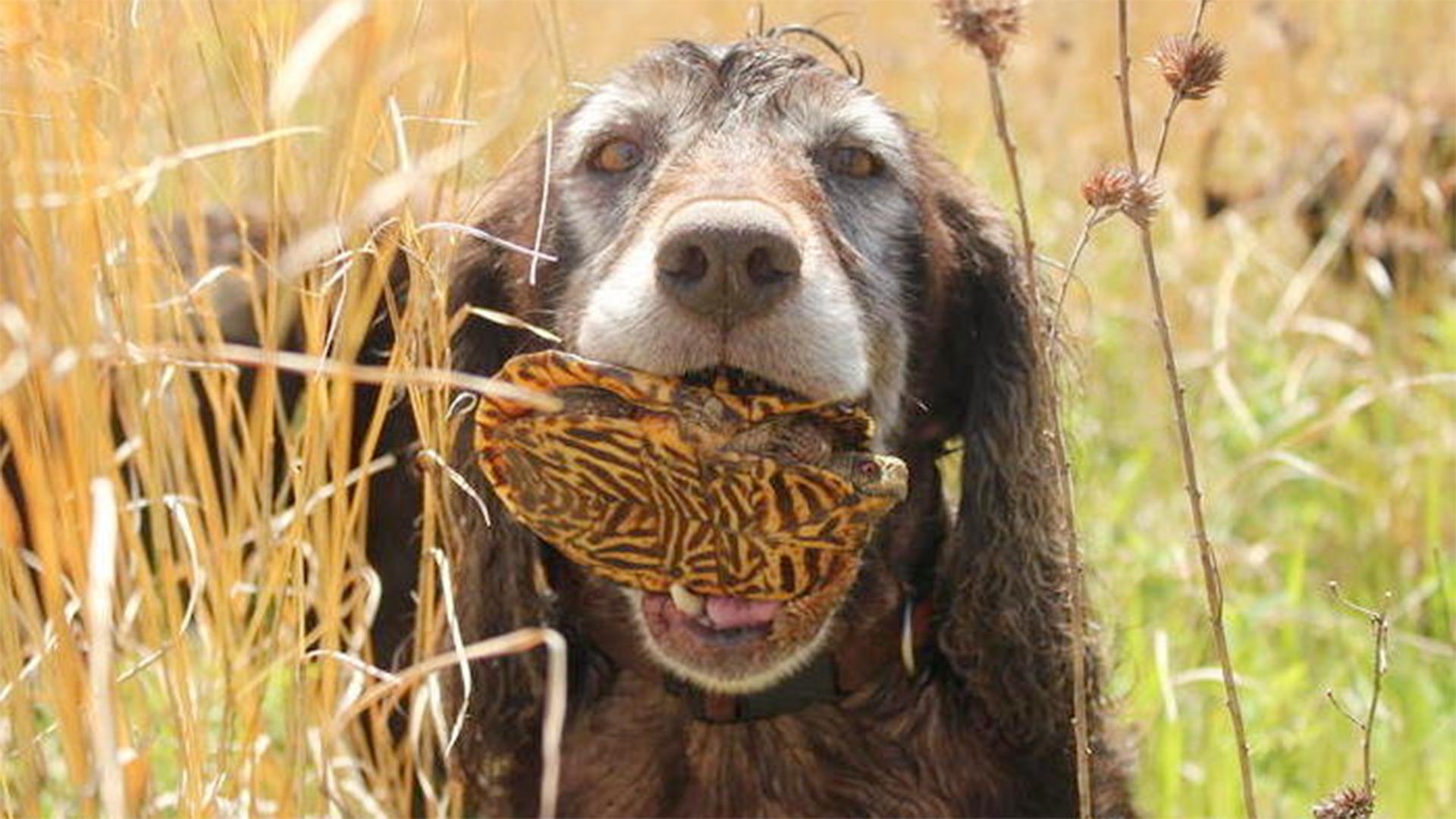 A team of specially trained hunting dogs has been helping conservationists and researchers find rare turtles in Iowa.