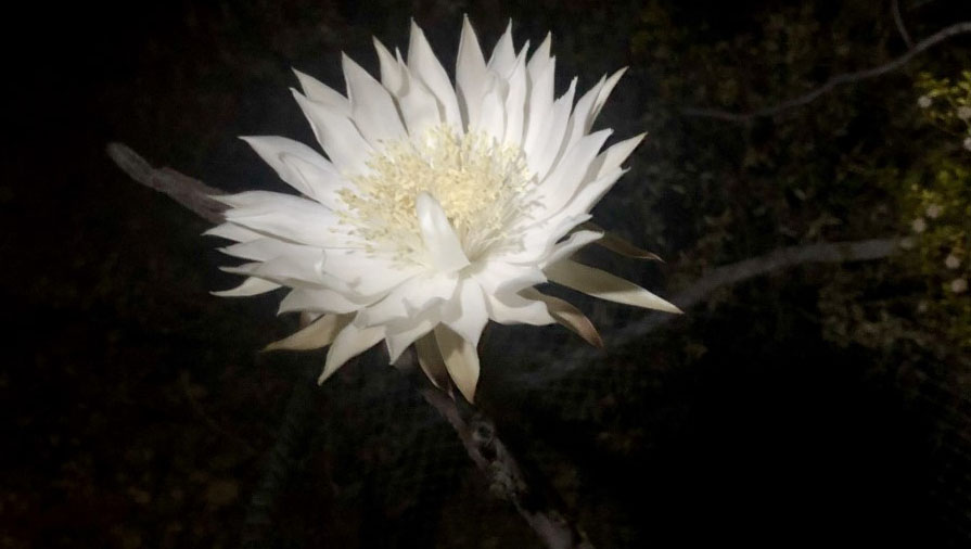 night blooming cereus tohono chul hero