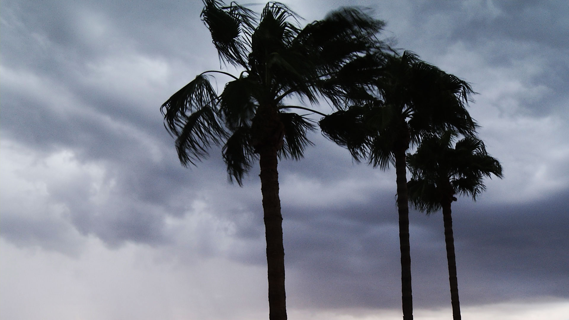 Palm trees blow in the wind during monsoon in Tucson. 