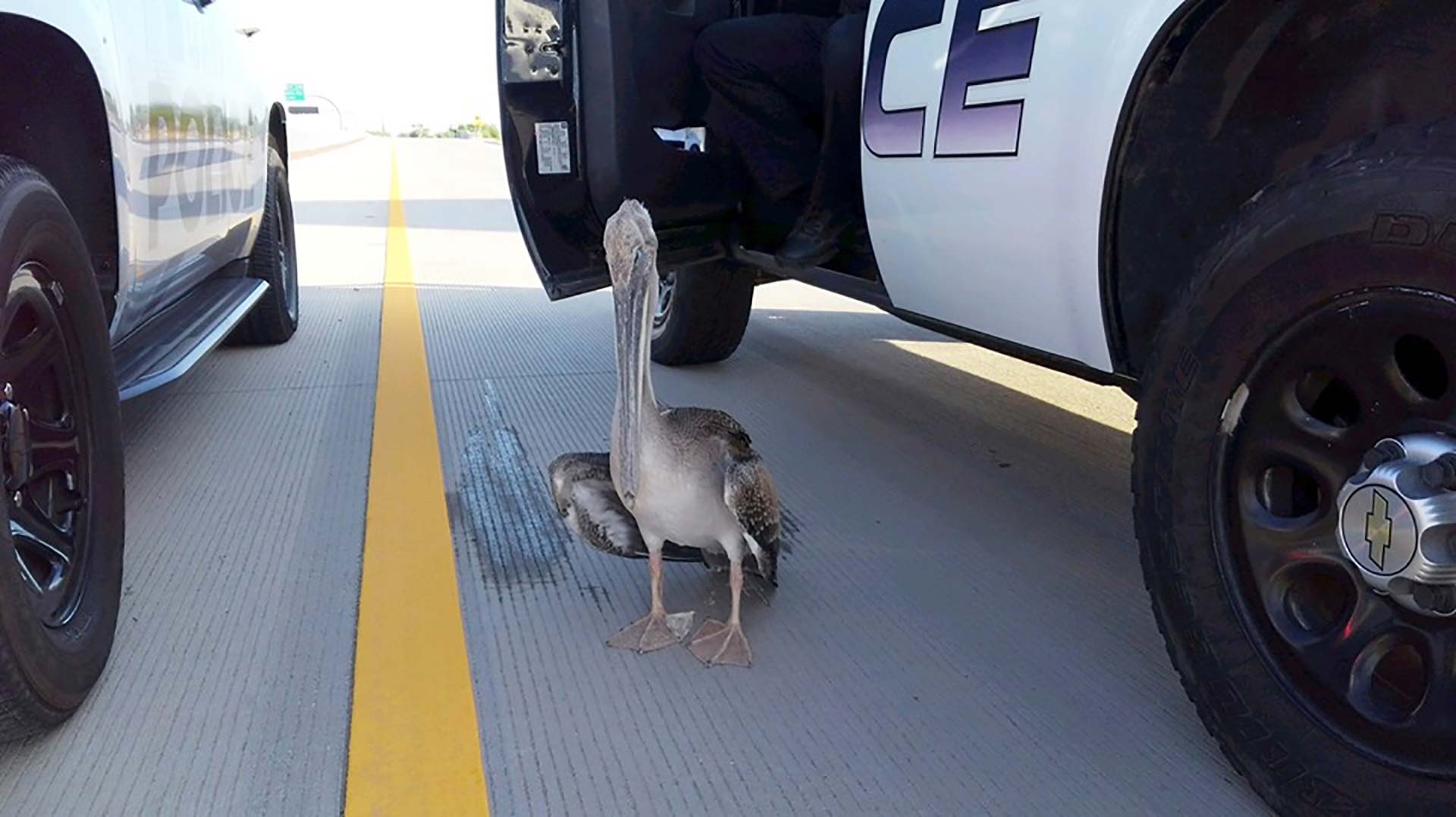 A juvenile brown pelican is corralled by Marana Police officers before being taken to the Tucson Wildlife Center on July 26, 2019. Pelicans are sometimes blown off course into the desert by hurricanes in the Gulf of Mexico.