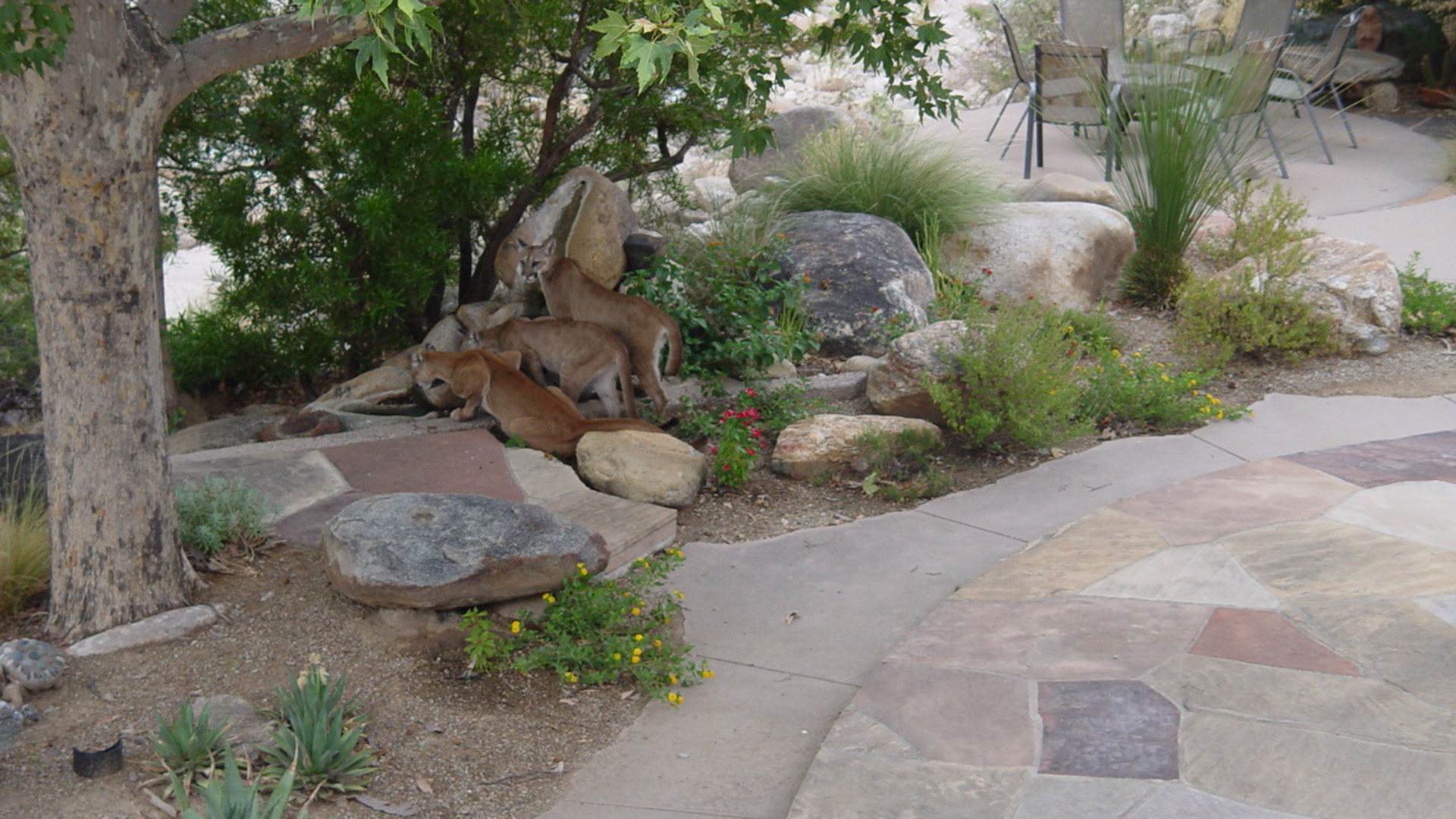 Three mountain lions spotted in a yard along Sabino Creek, Wednesday, July 24, 2019.