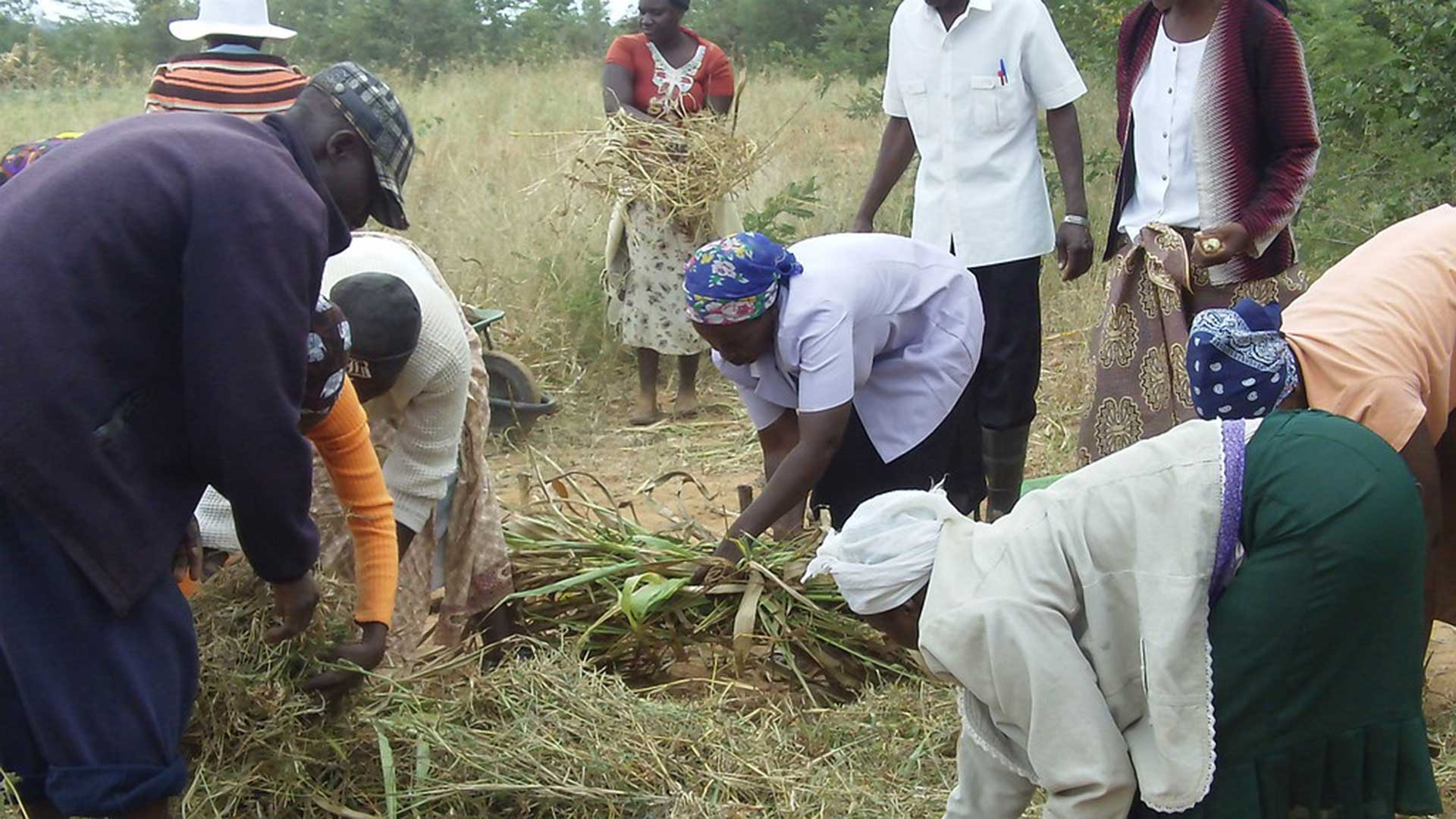 Conservation agriculture in Zimbabwe.