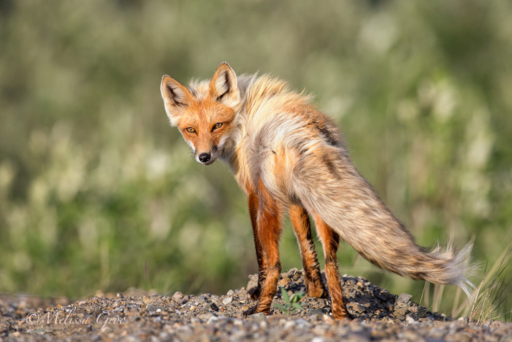 npr news animal photog 4 red fox